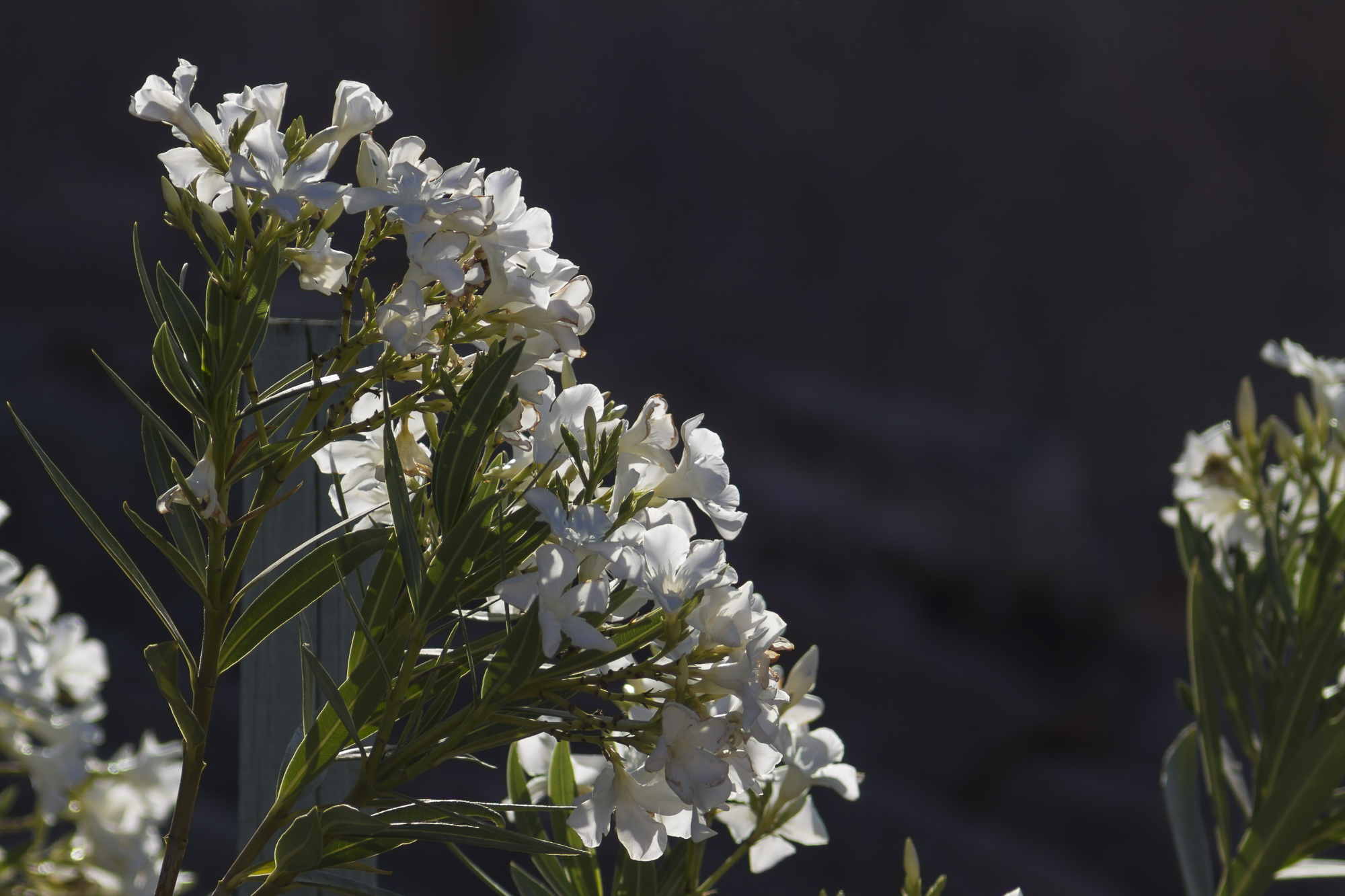 Piante da condominio