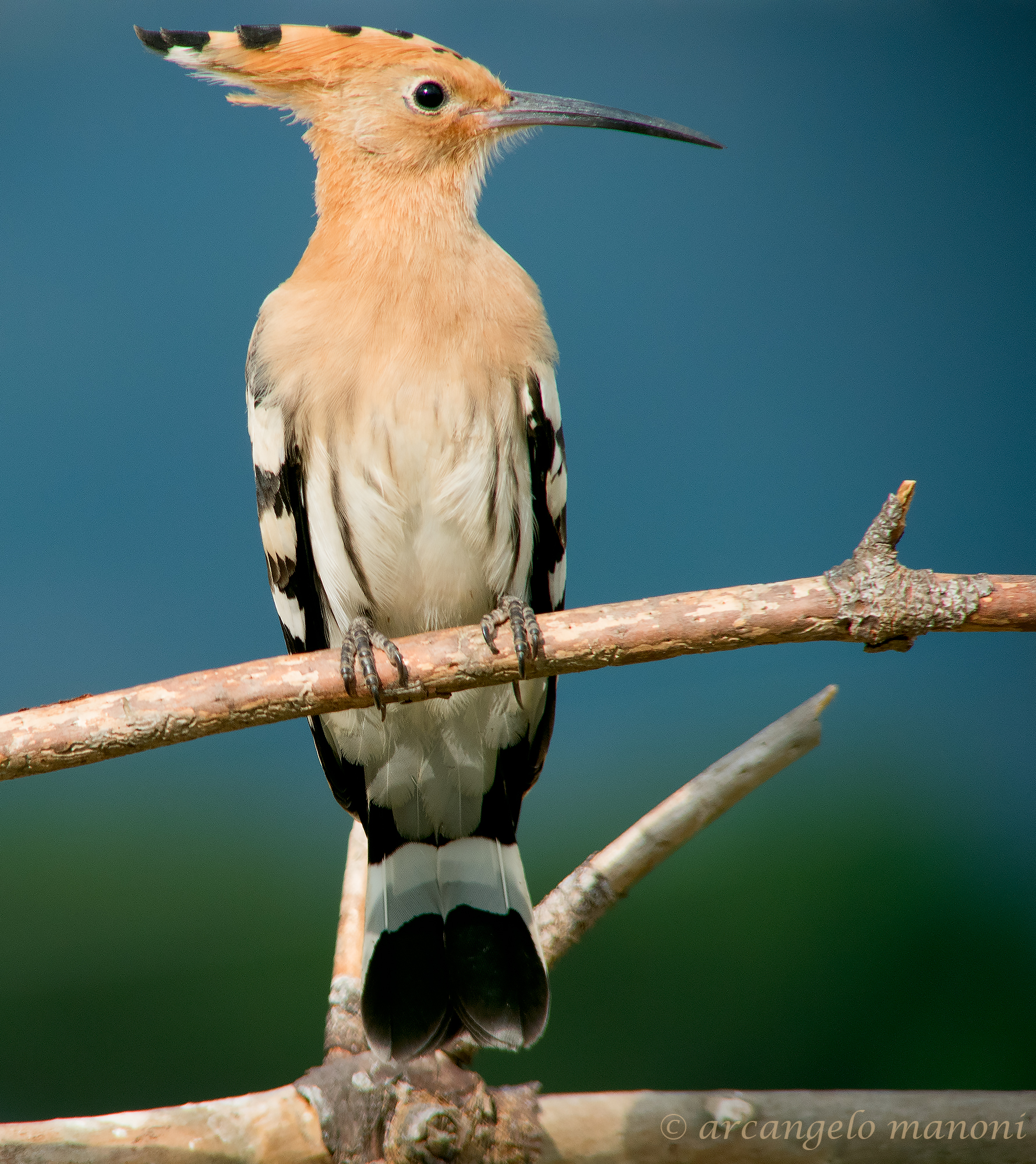 Take over the bridge