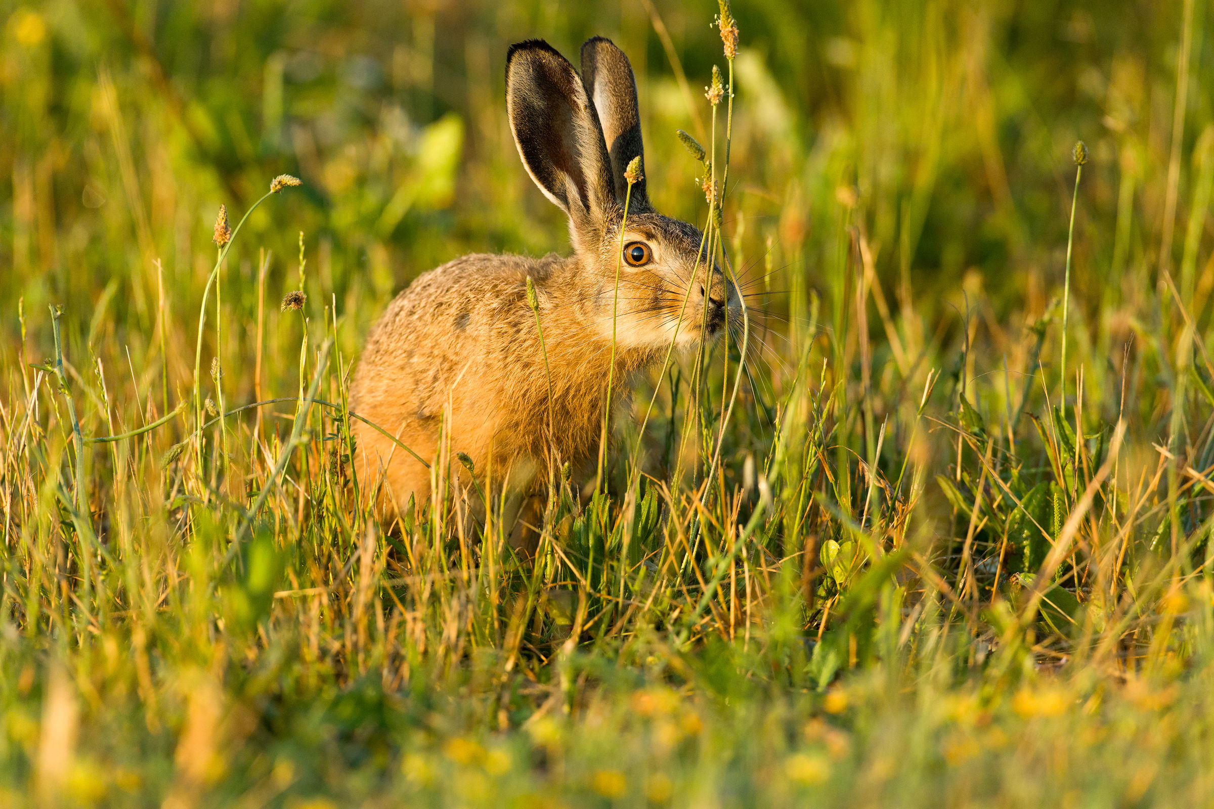 Young hare