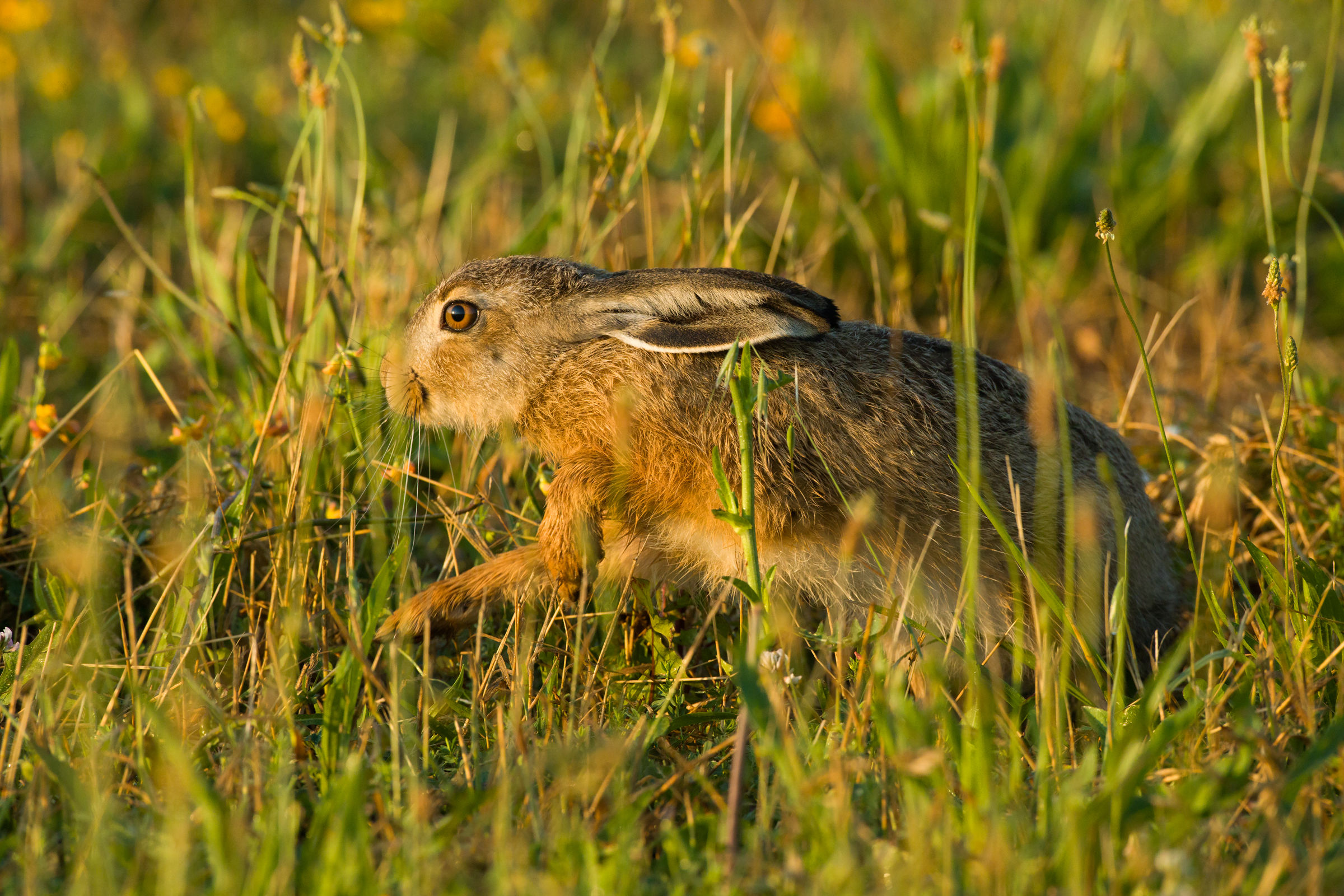 Young hare