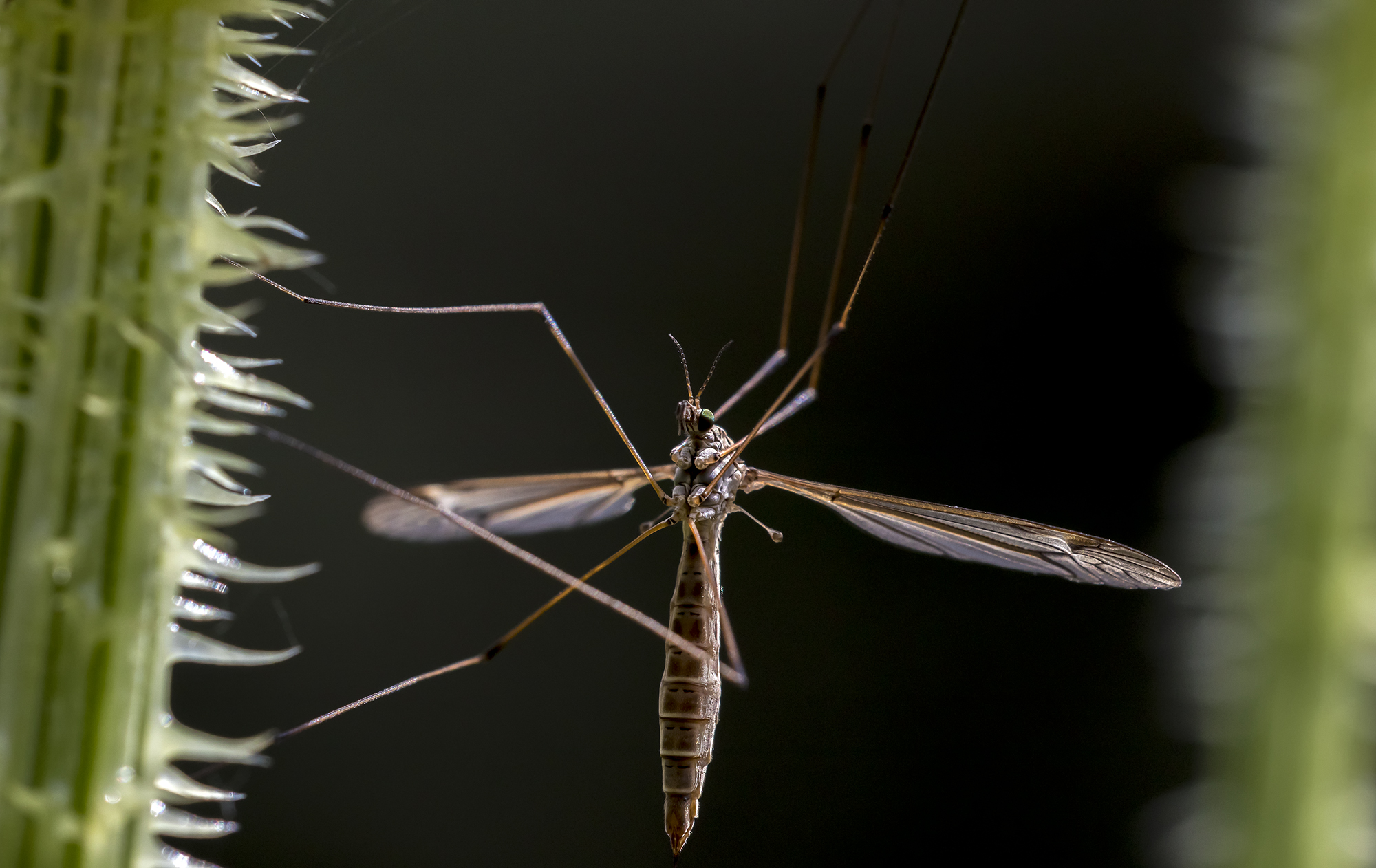 crane fly