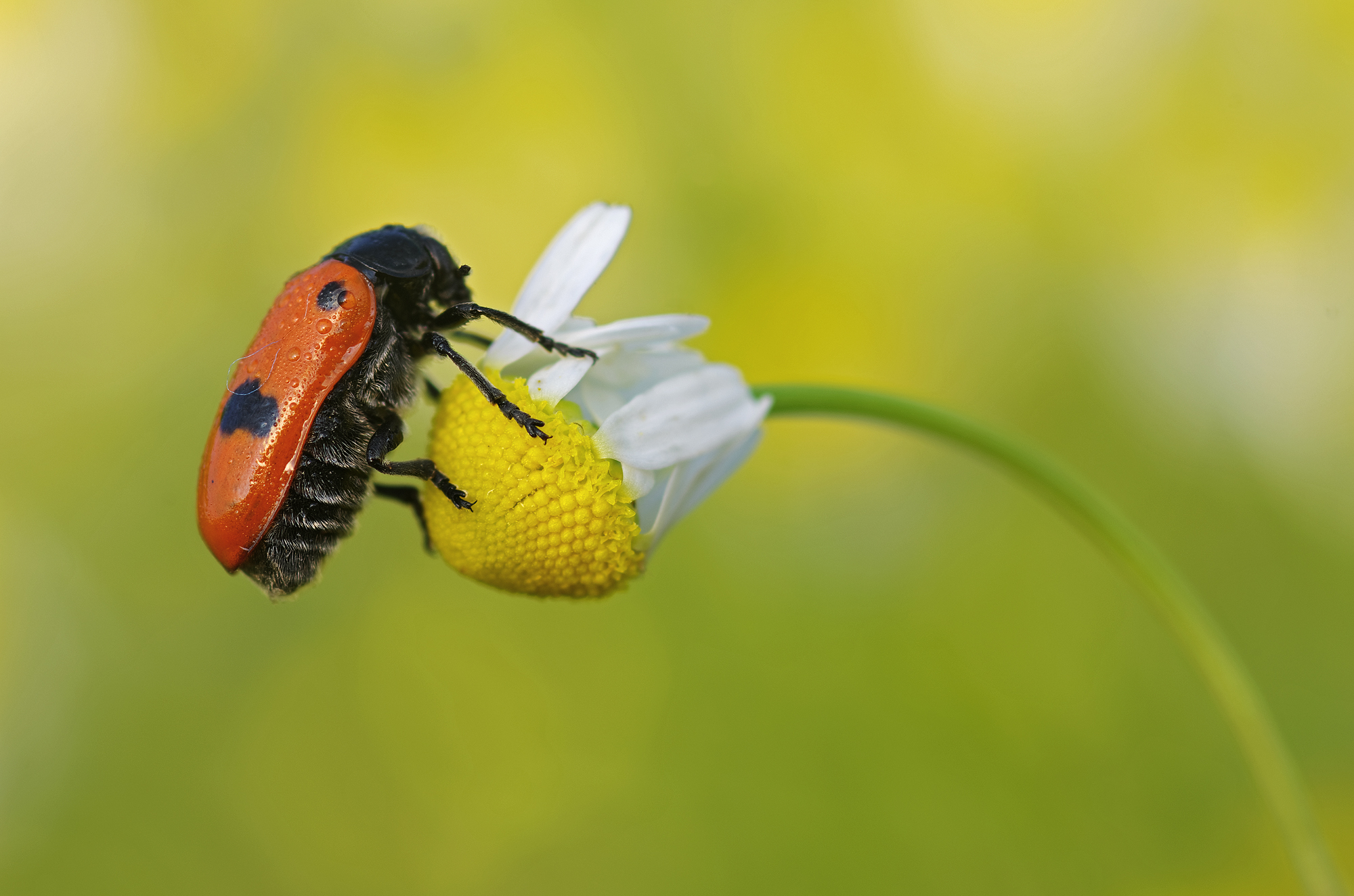 Mi rilasso con la camomilla