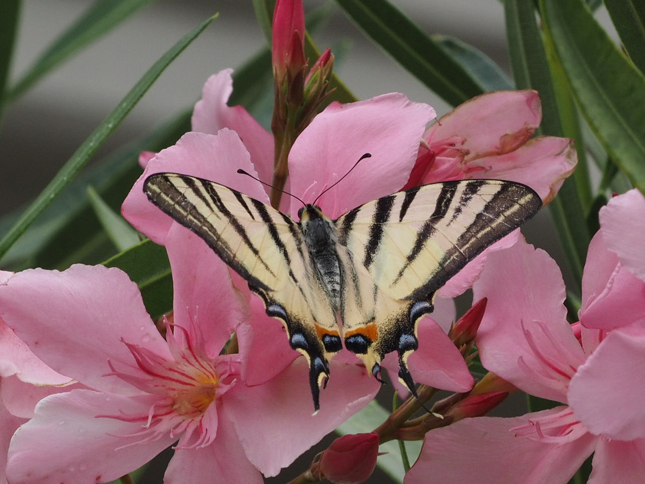 Pedalry on oleander flowers