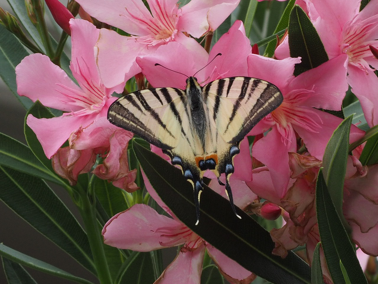 Pedal search for nectar