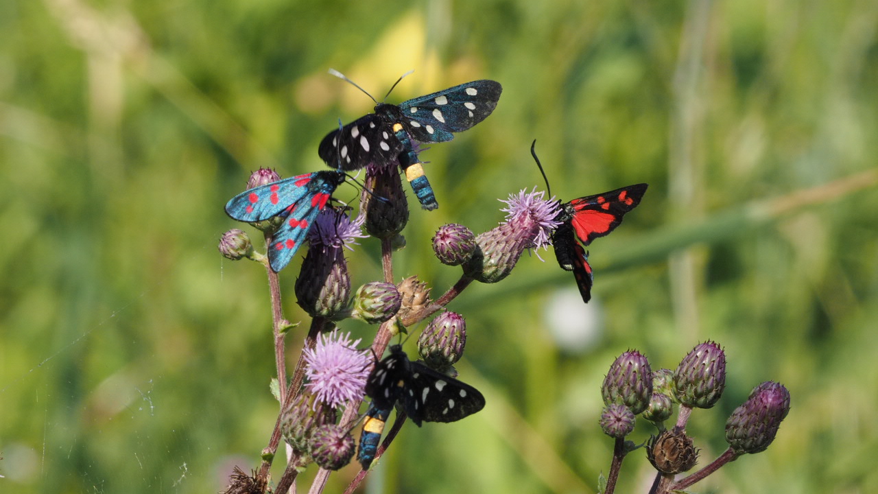 Amateur Phegea live in harmony