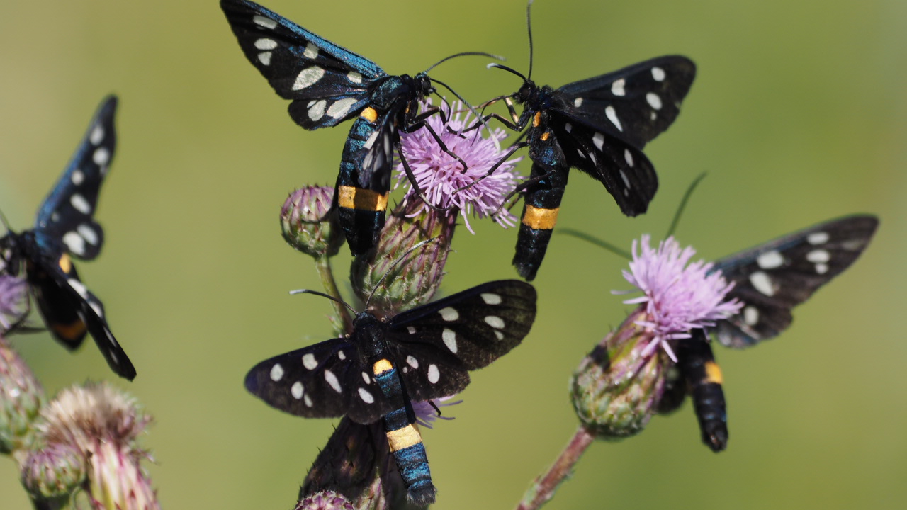 Beloved phegea meeting in the condom