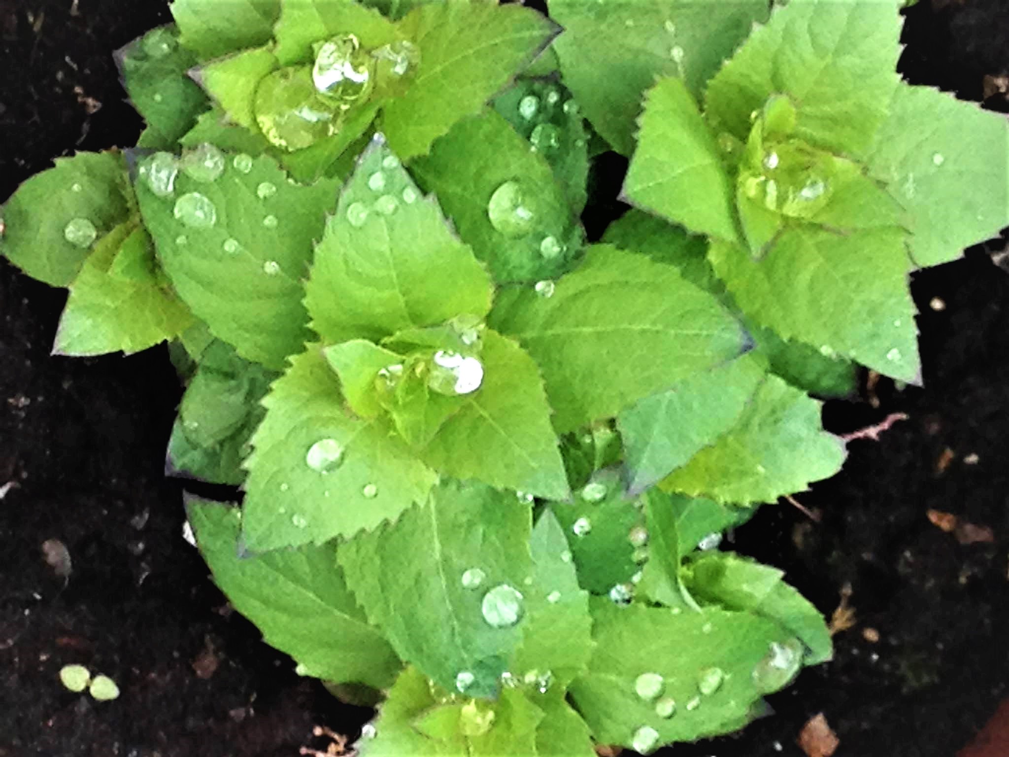 rain drops