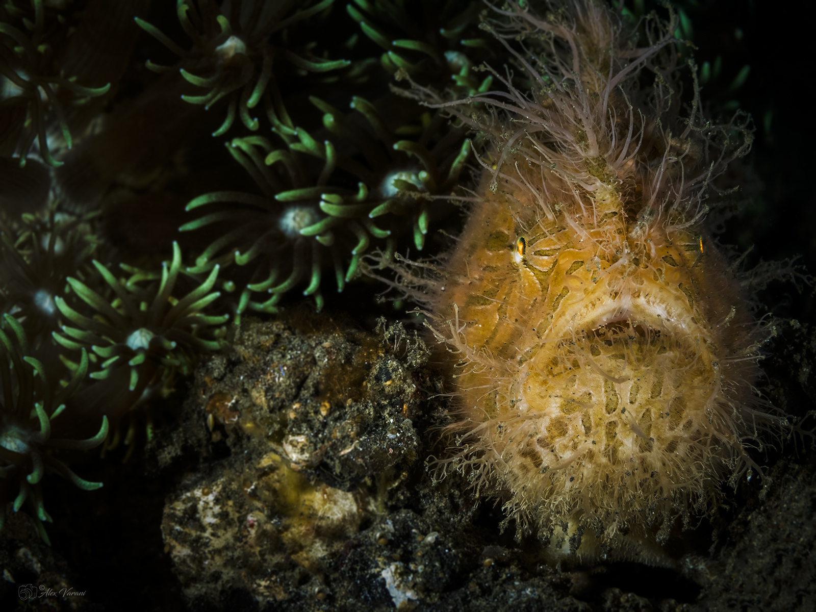 Antennarius striatus