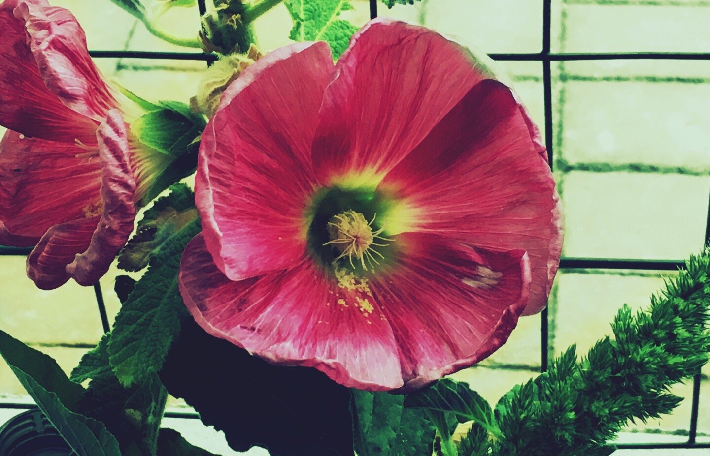 Flowers that passion