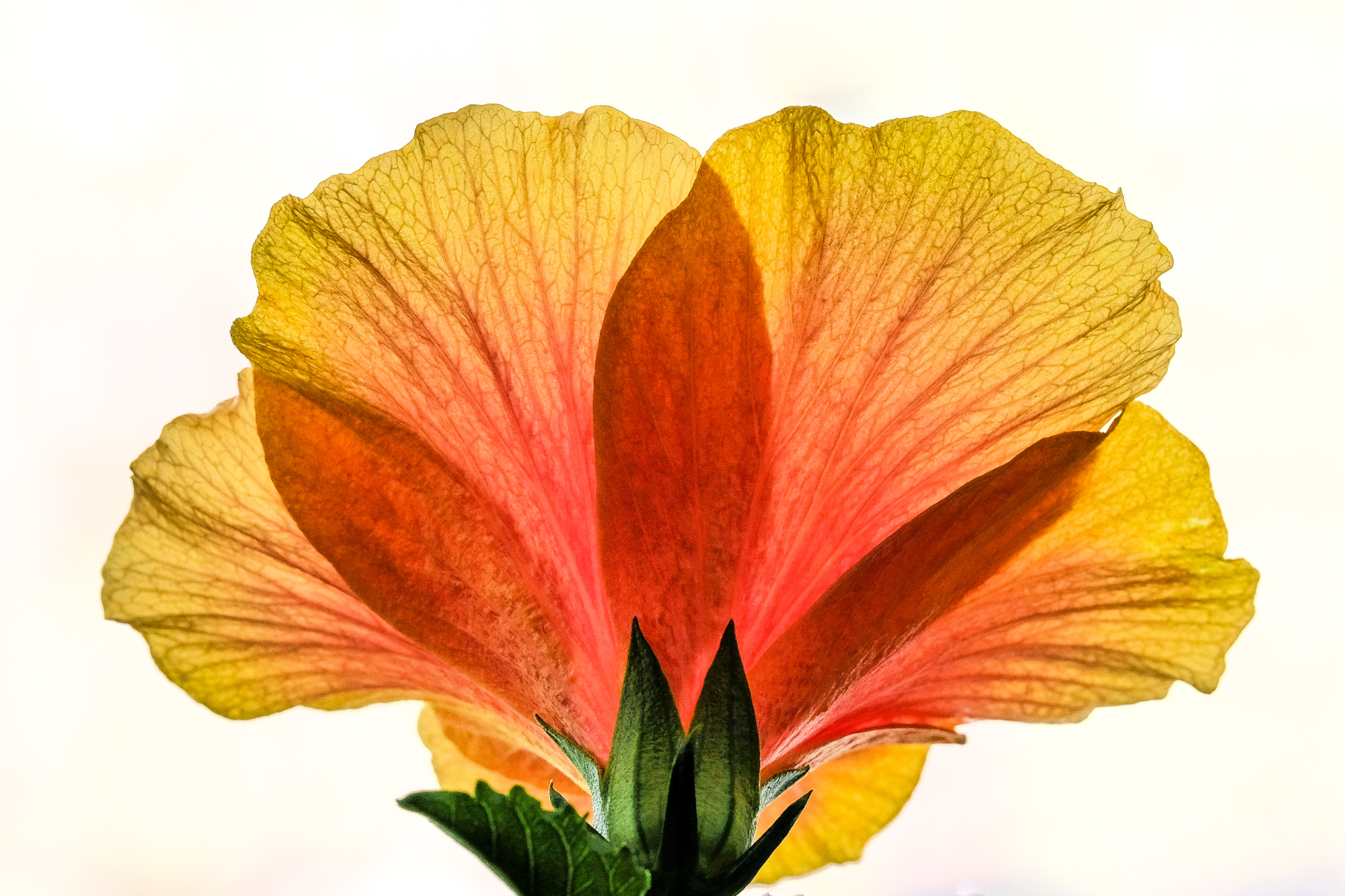 ............................................ transparencies