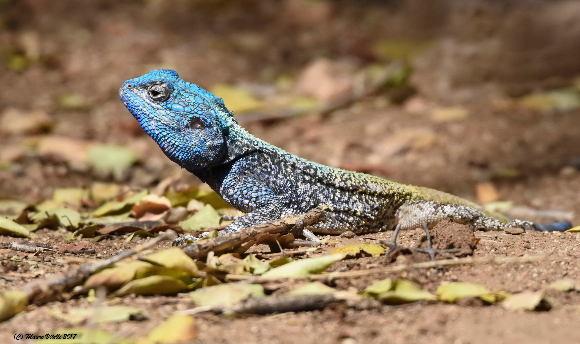 Sungazer Lizard (Cordylus giganteus)