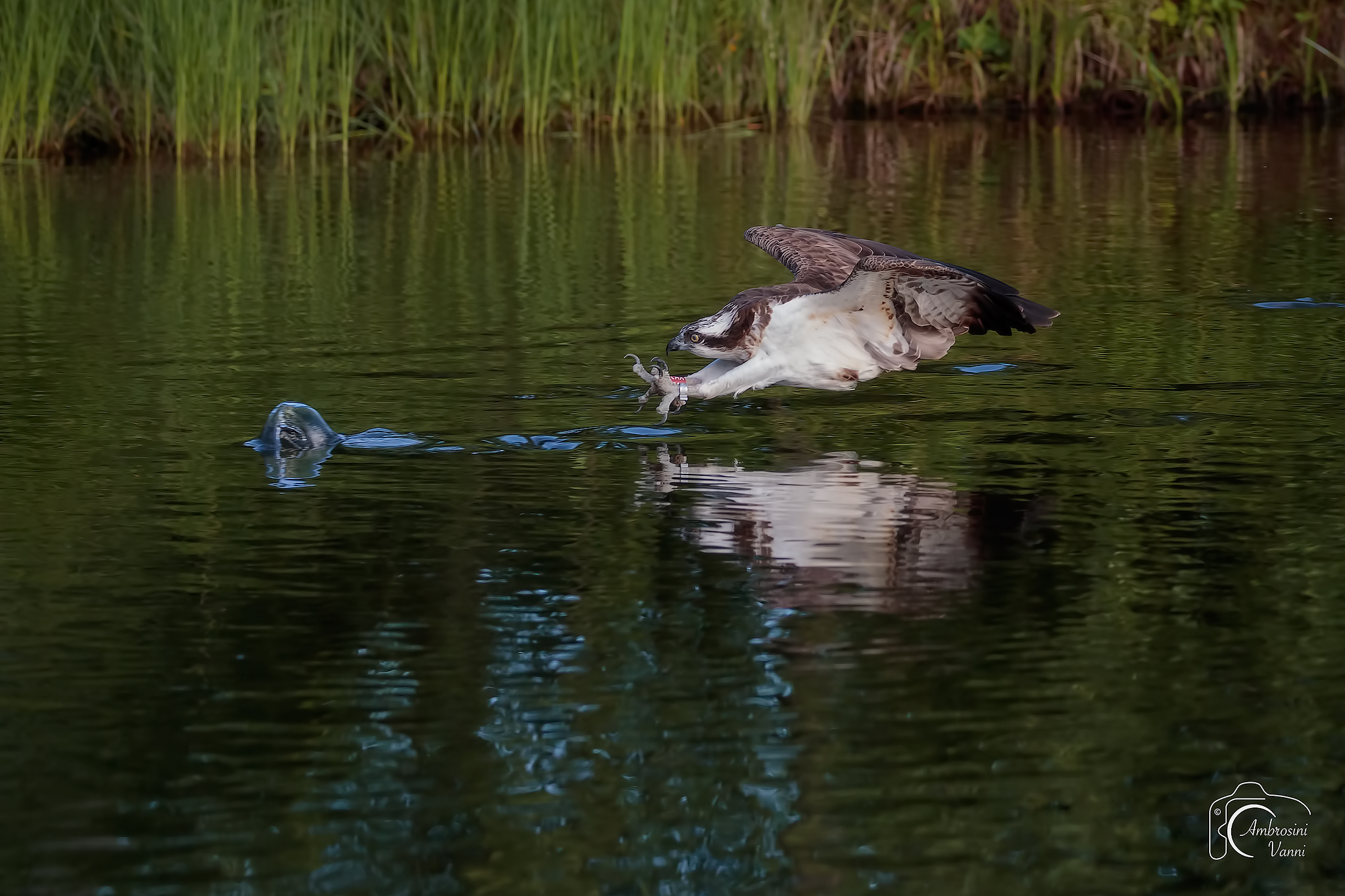 The flick of survival