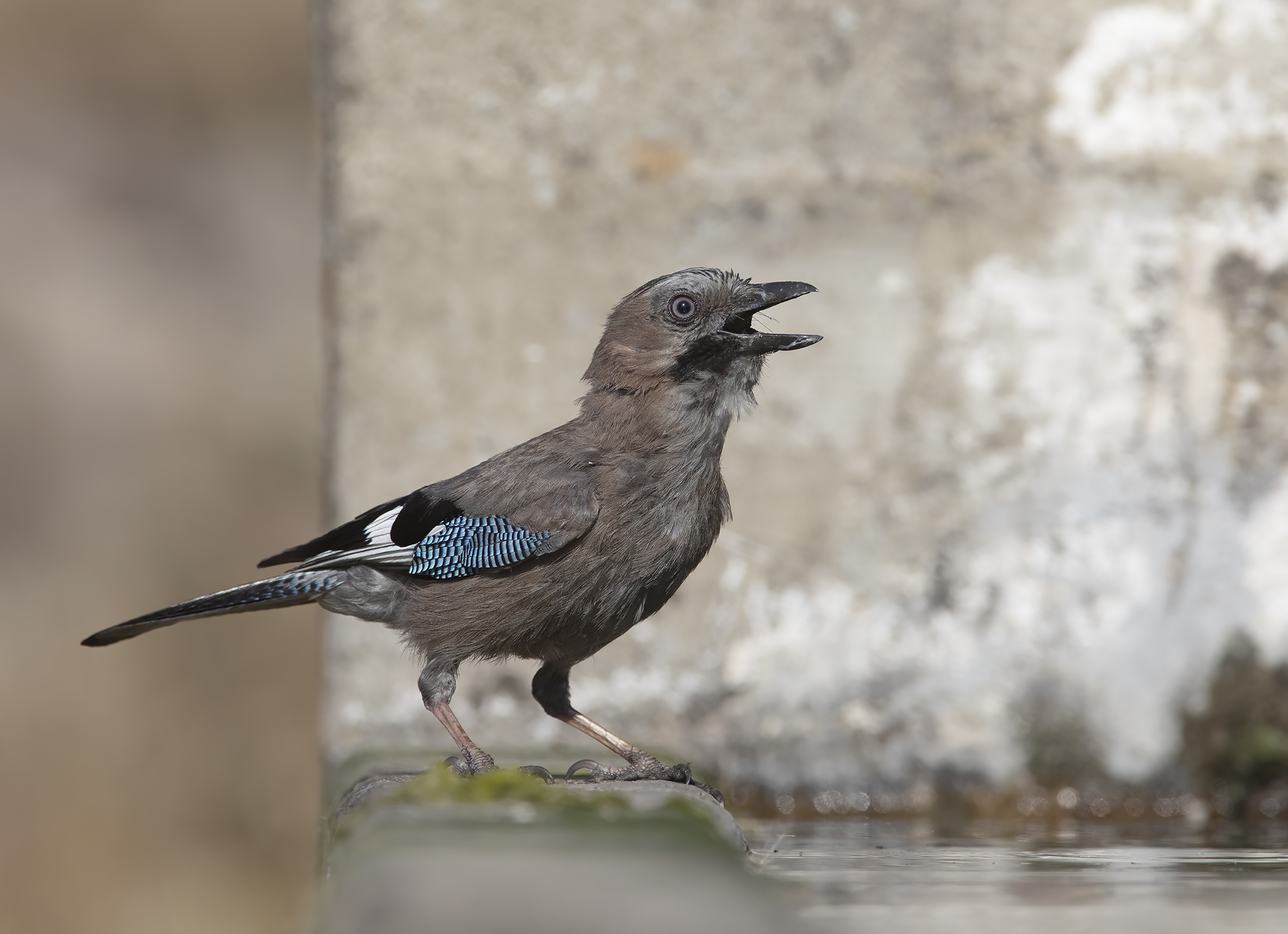 ghiandaia....affumicata