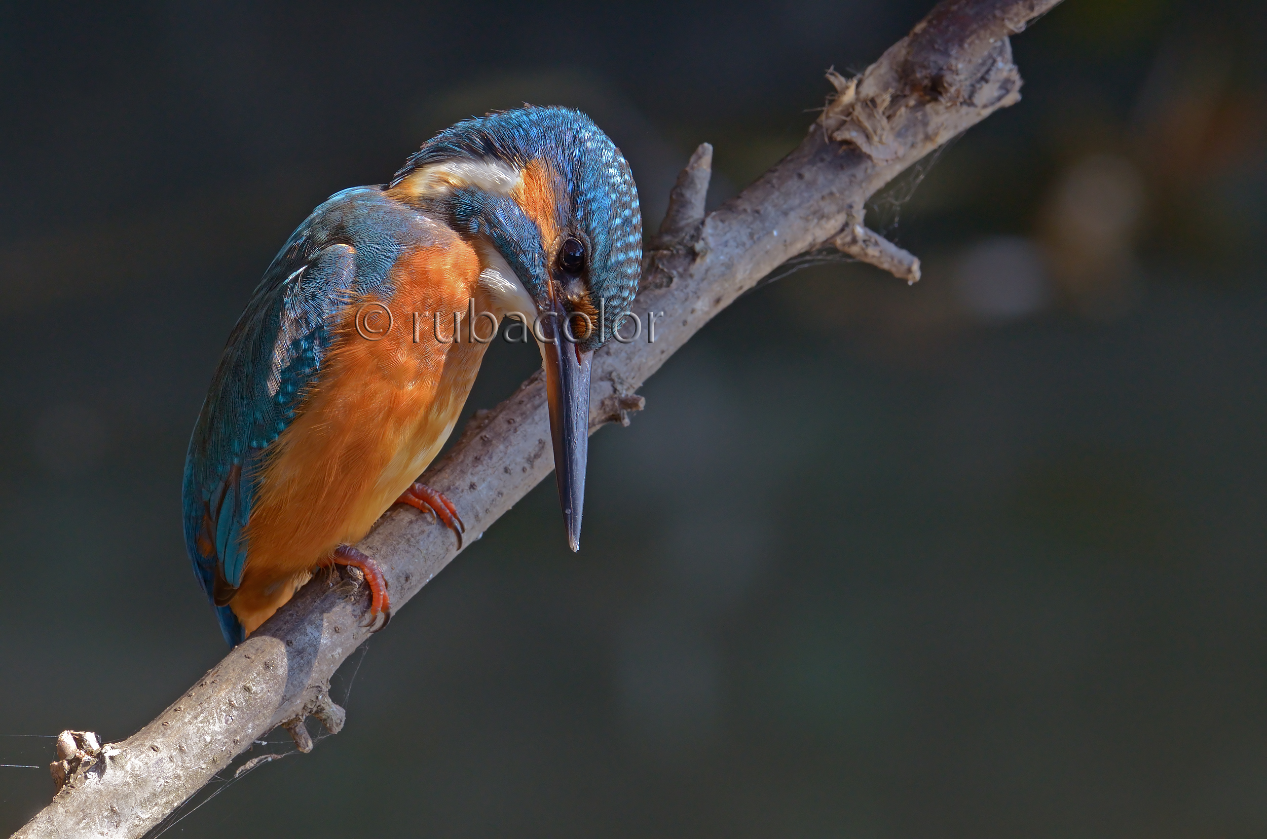 Light hard for my martino