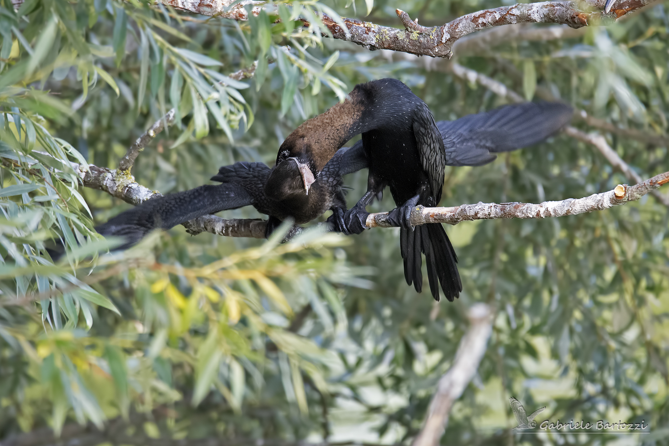Marangone (Microcarbo pygmeus)