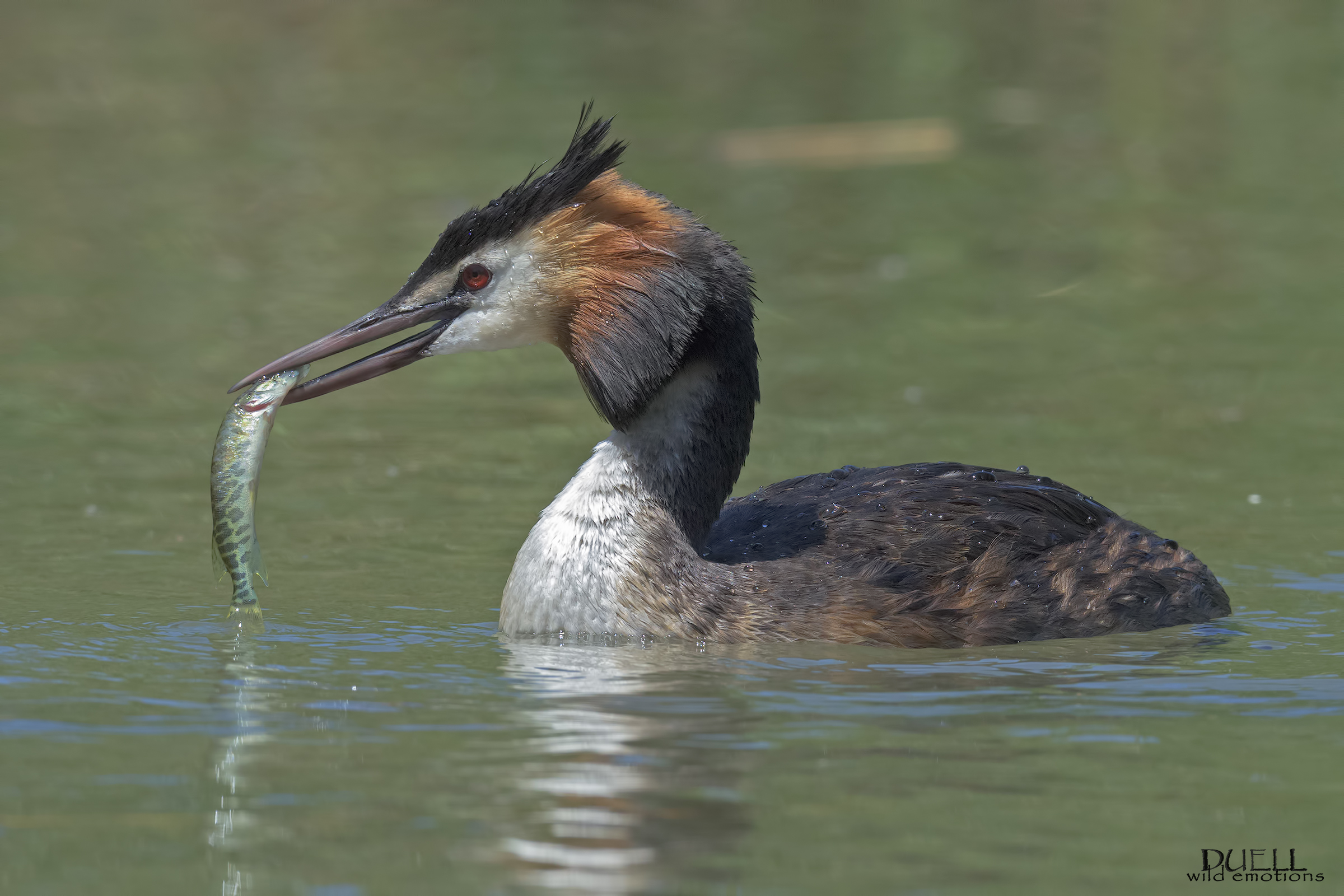 svasso con piccolo luccio