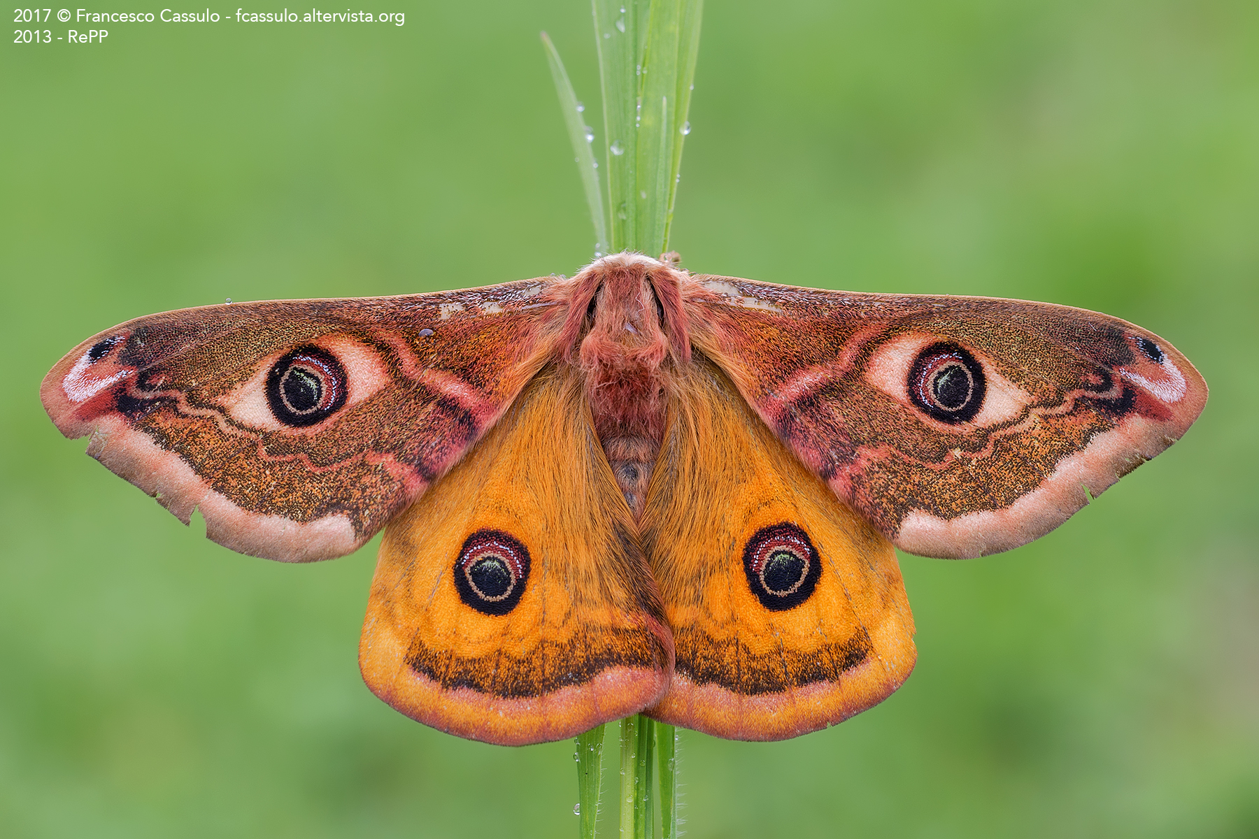 Saturnia pavoniella (Scopoli, 1763)