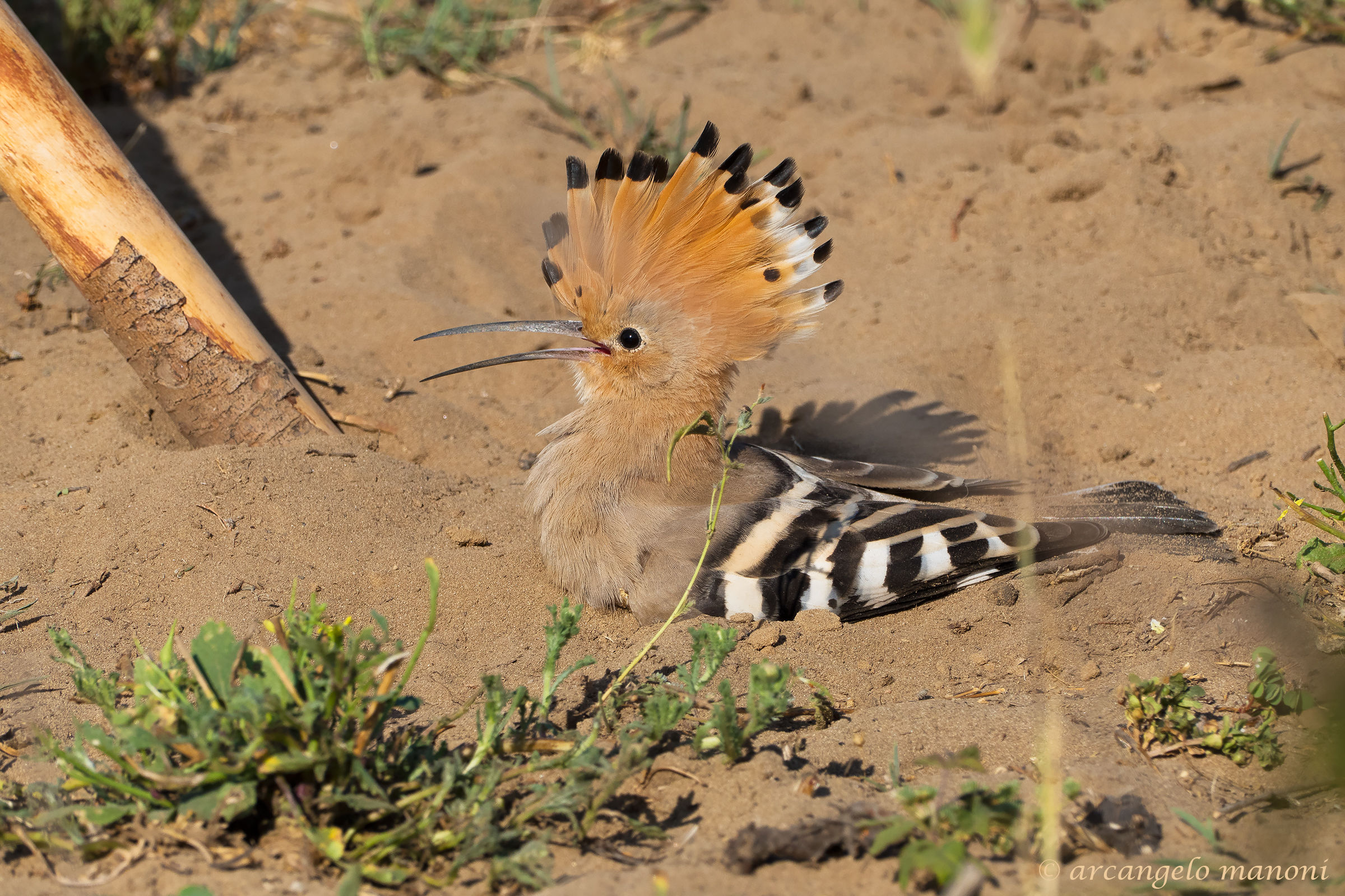 The Call of the Uppou