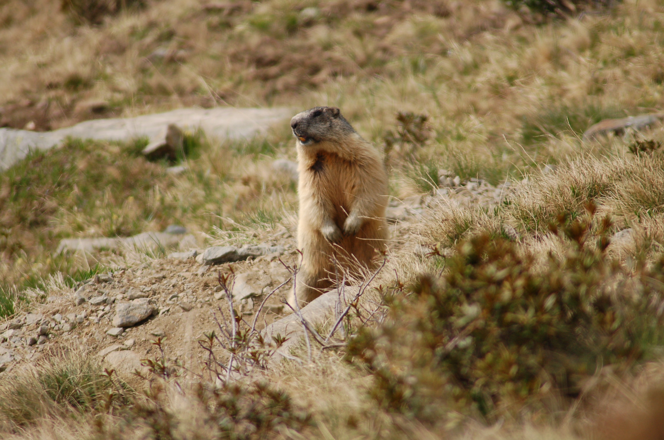 Marmotta (Marmota marmota) - giugno