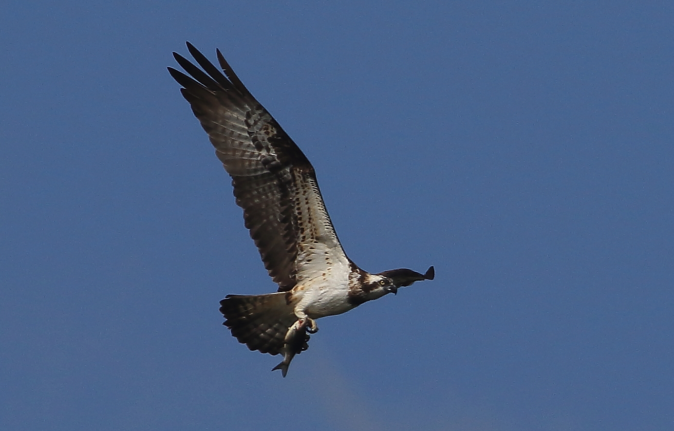 osprey