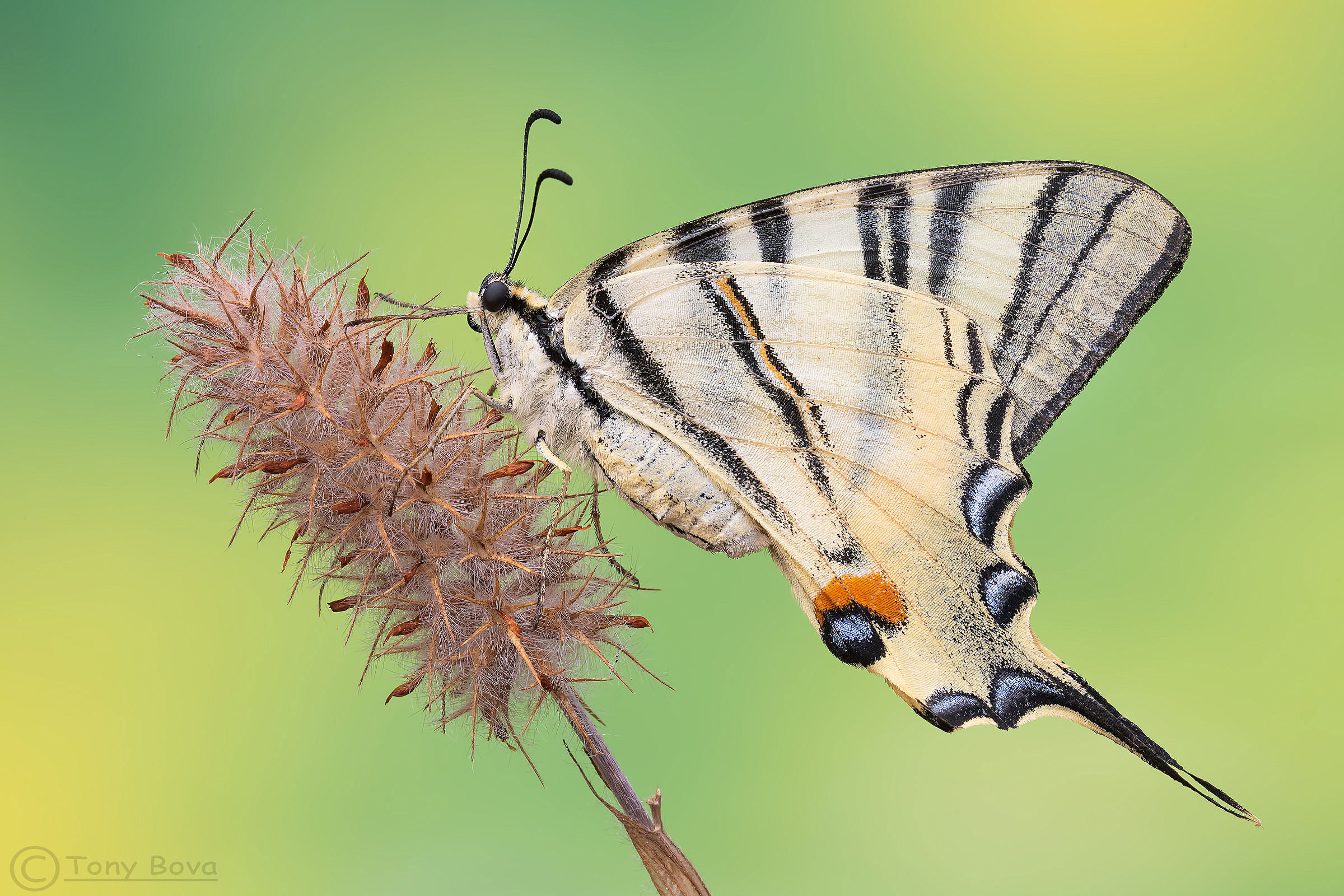 Iphiclides podalirius ...