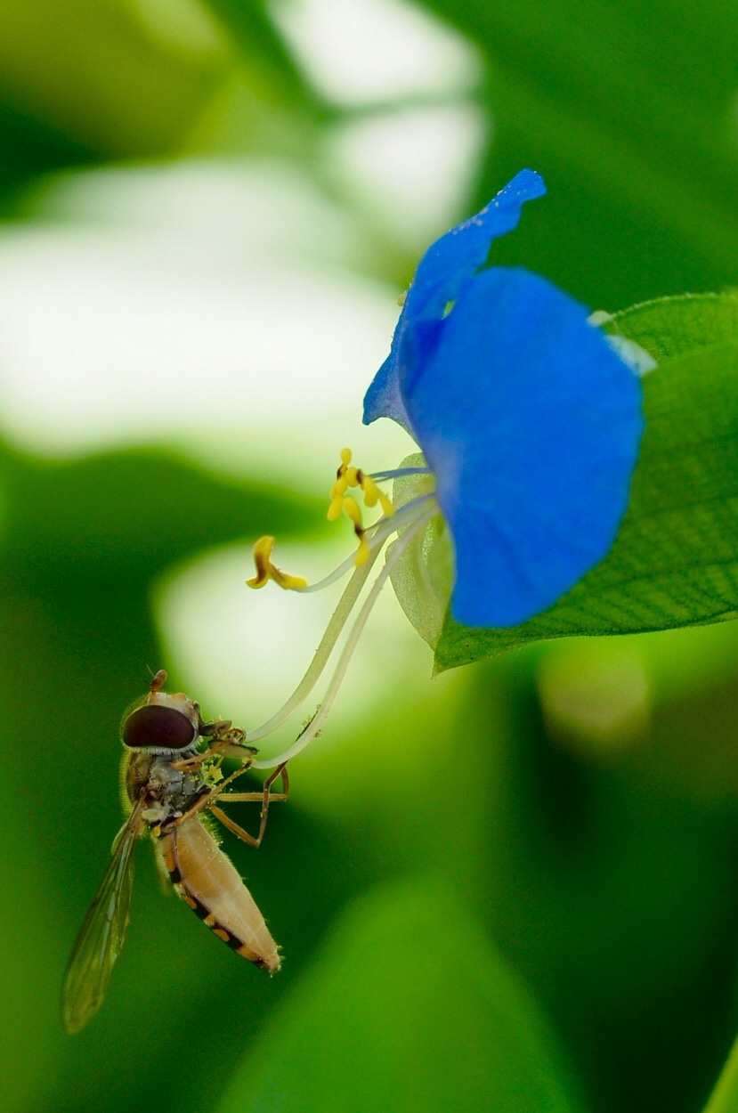 Stolen in the garden