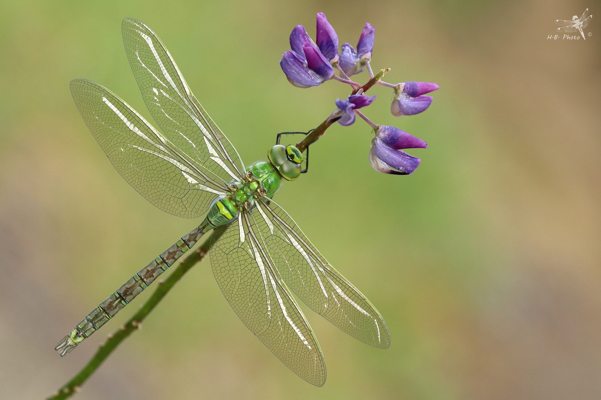 Anax imperator, male, newborn