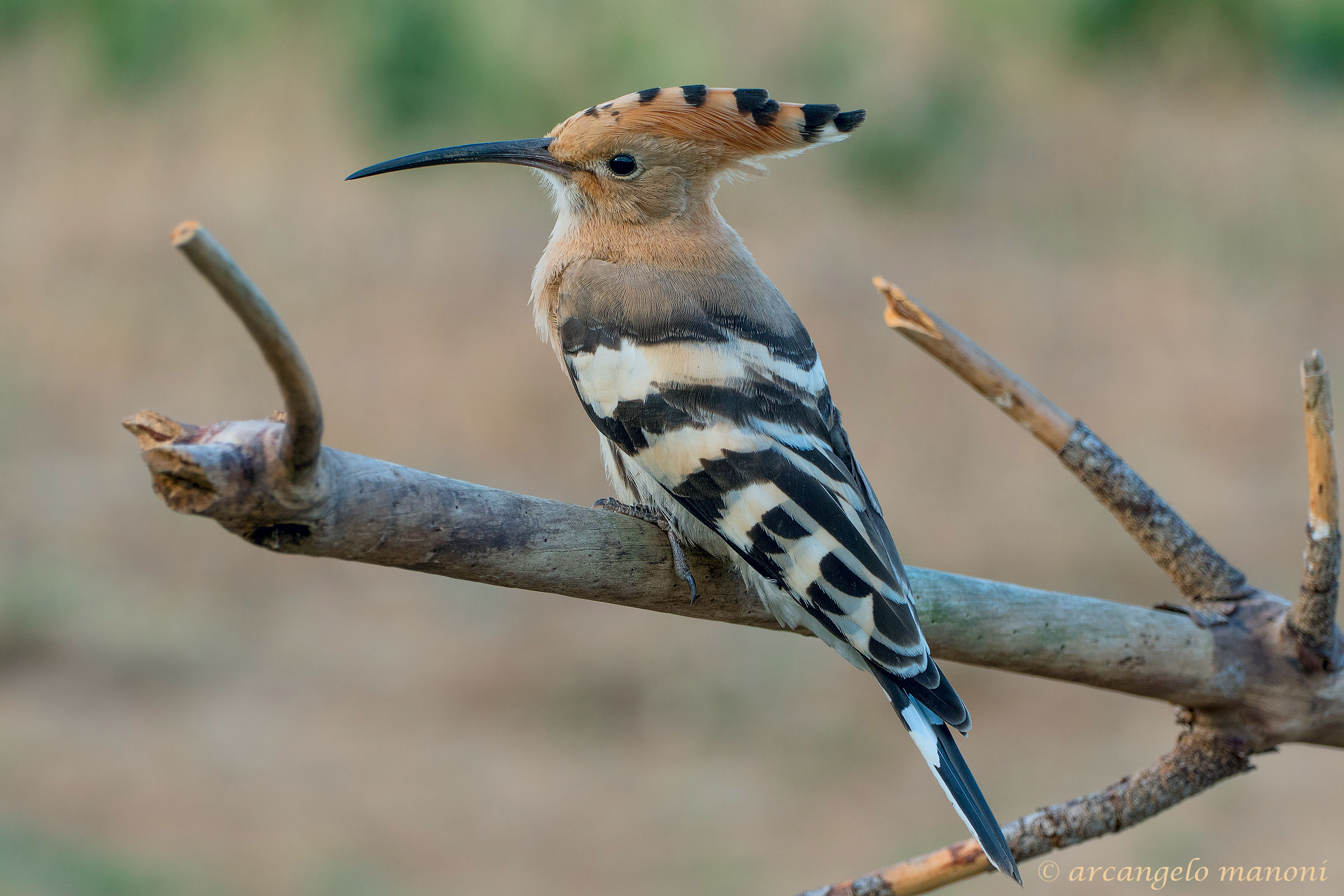 Afternoon with the upupa