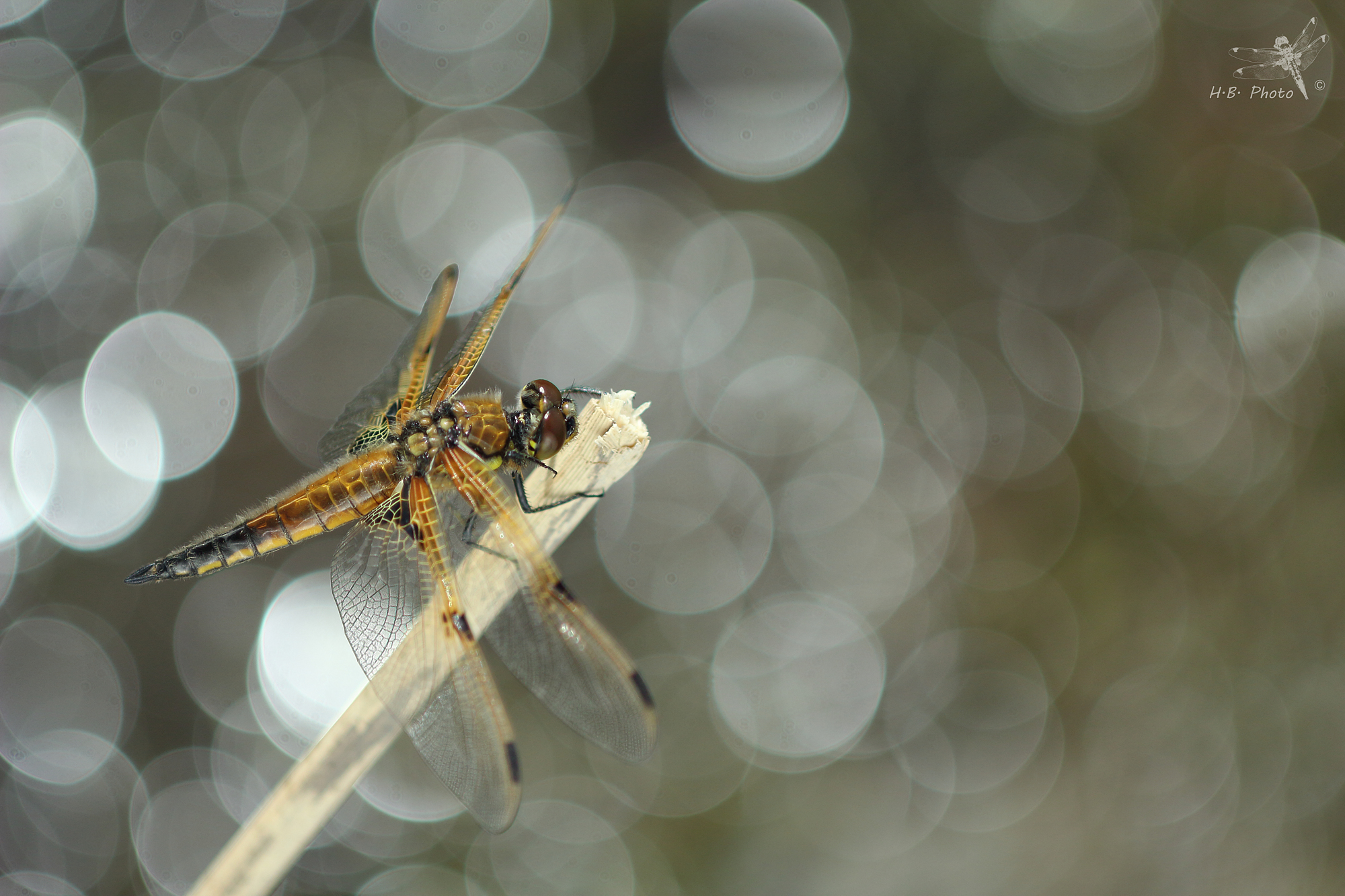 Libellula quadrimaculata, femmina