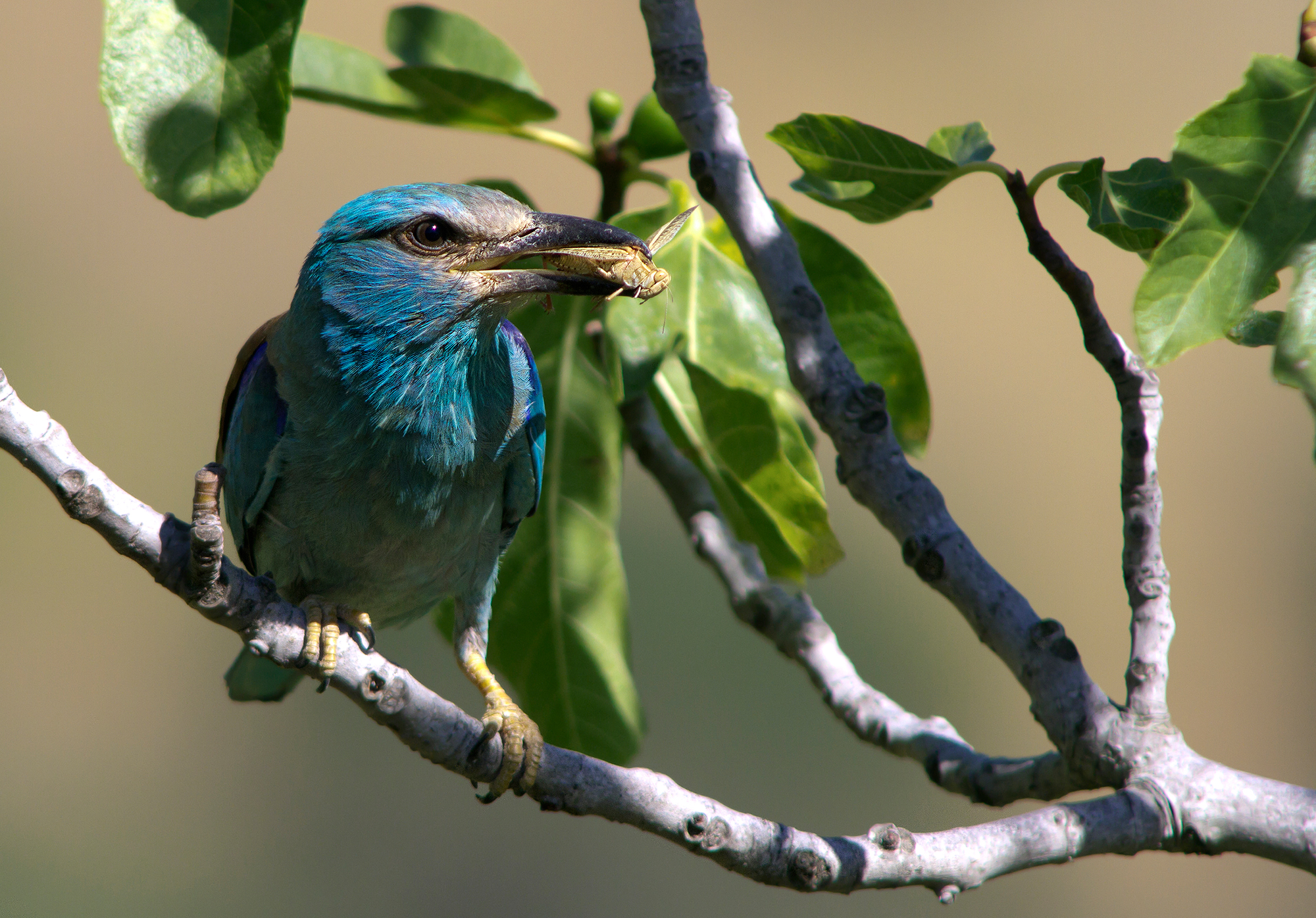 ghiandaia marina nel fico