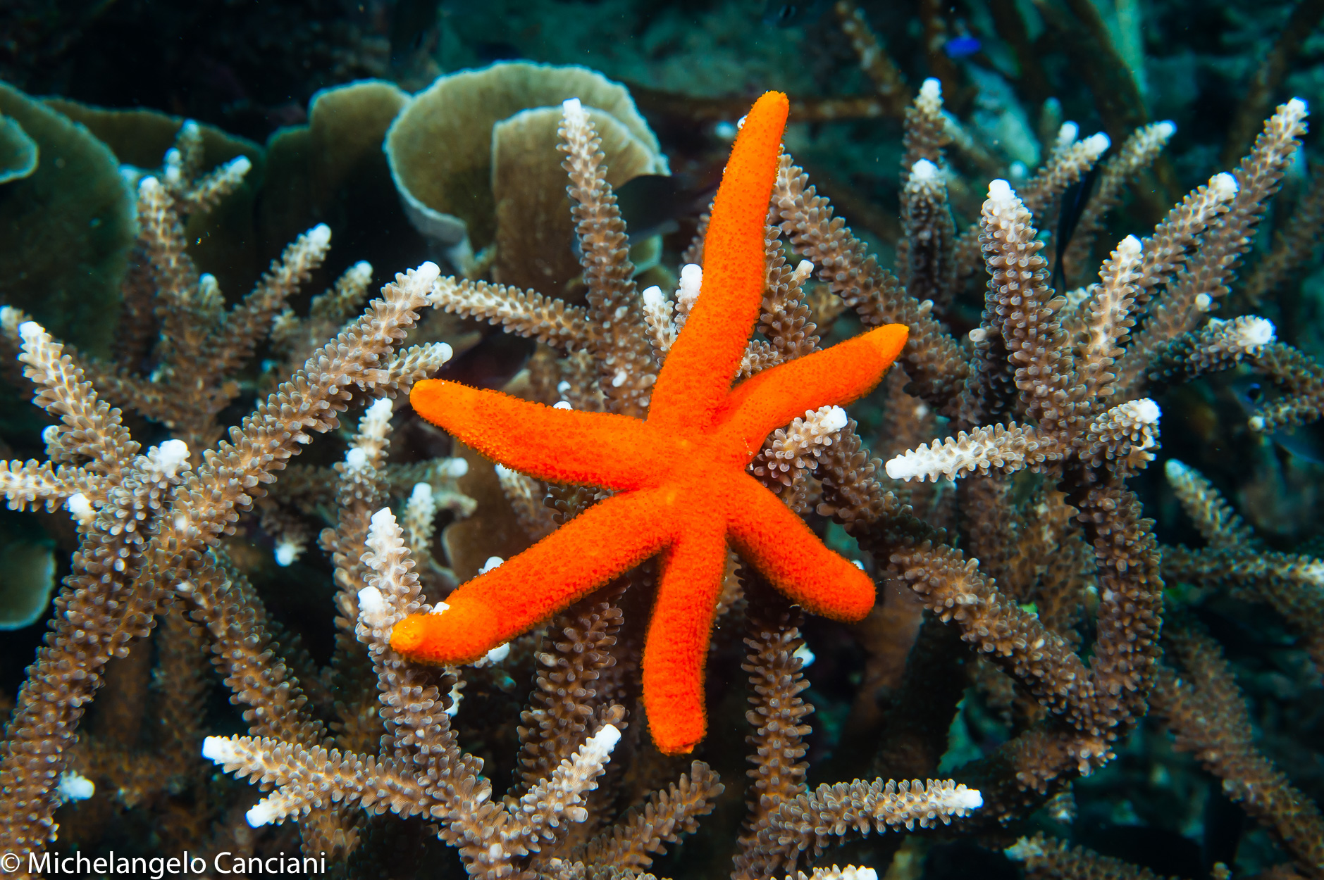 Echinaster luzonicus