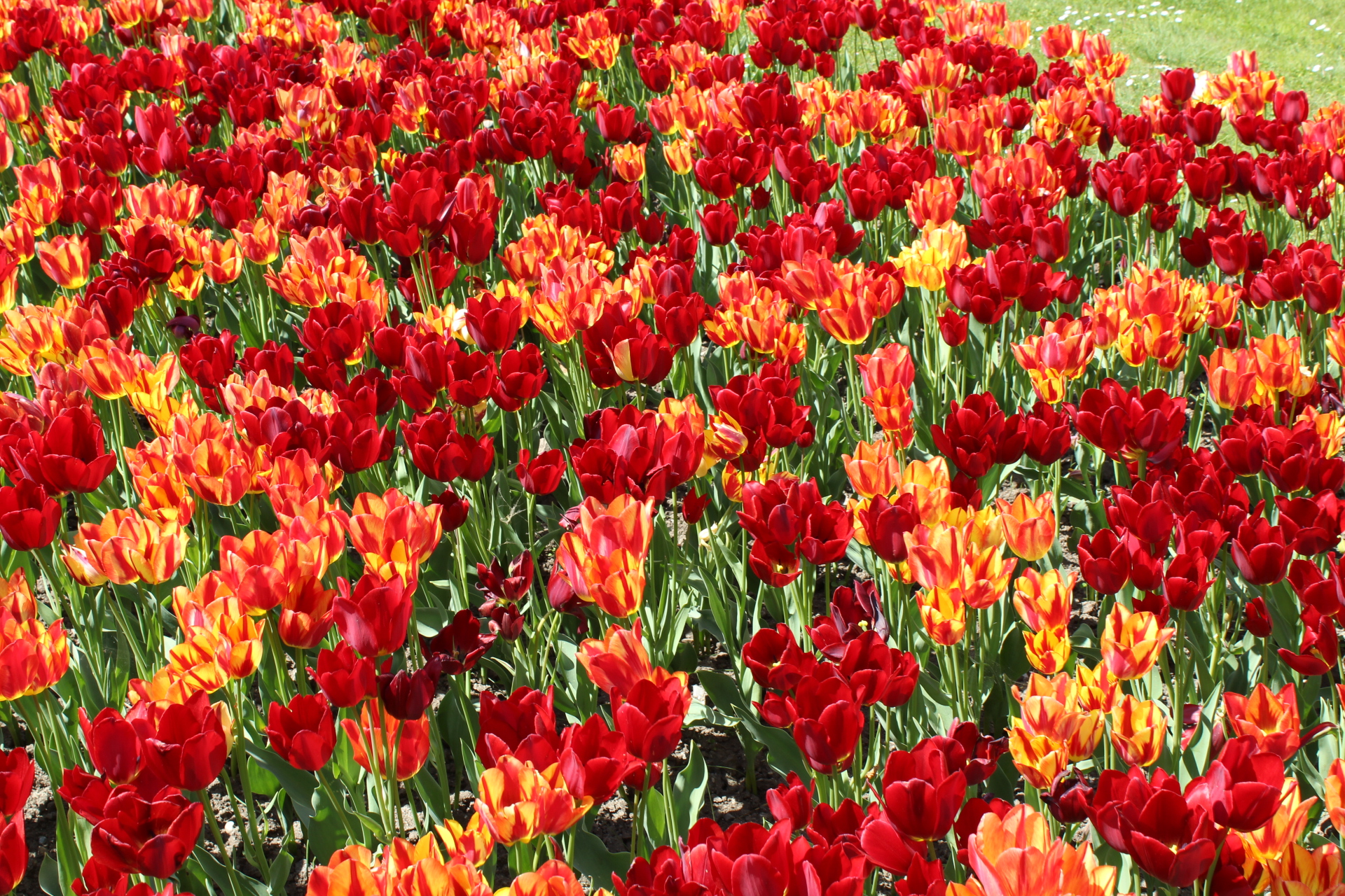 Tulips
