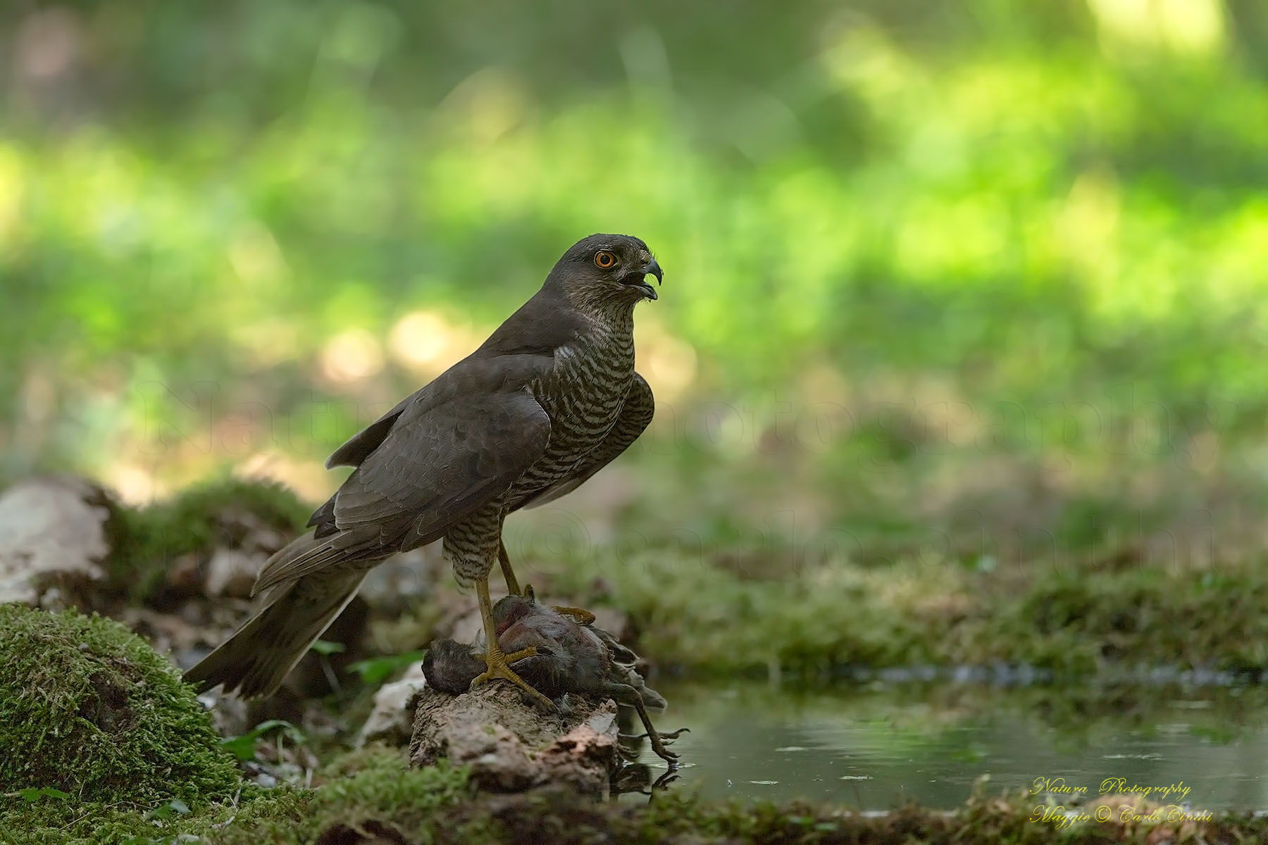 Sparviere Femmina con preda
