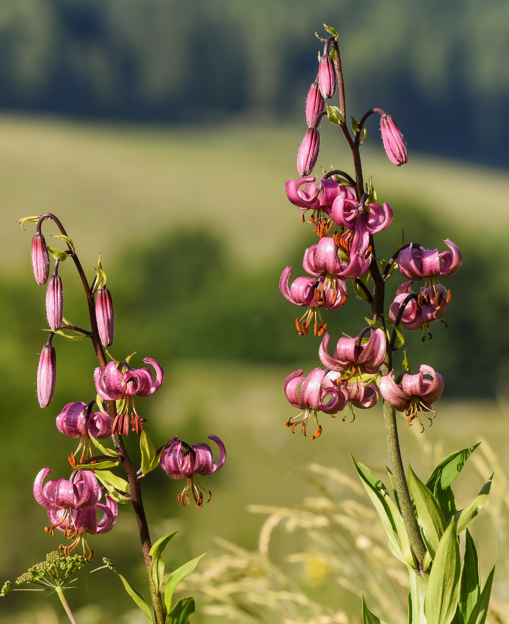 Giglio martagone, dettaglio. Lilium martagon