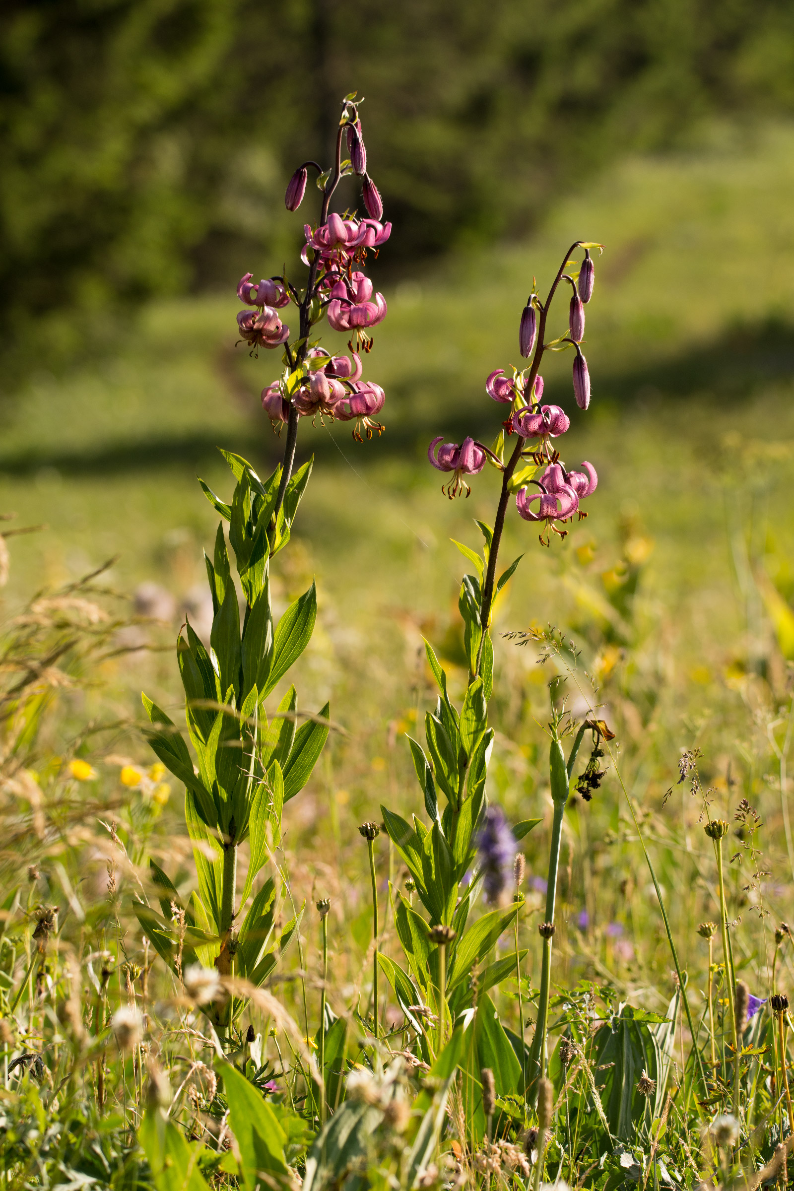 Giglio martagone. Lilium martagon