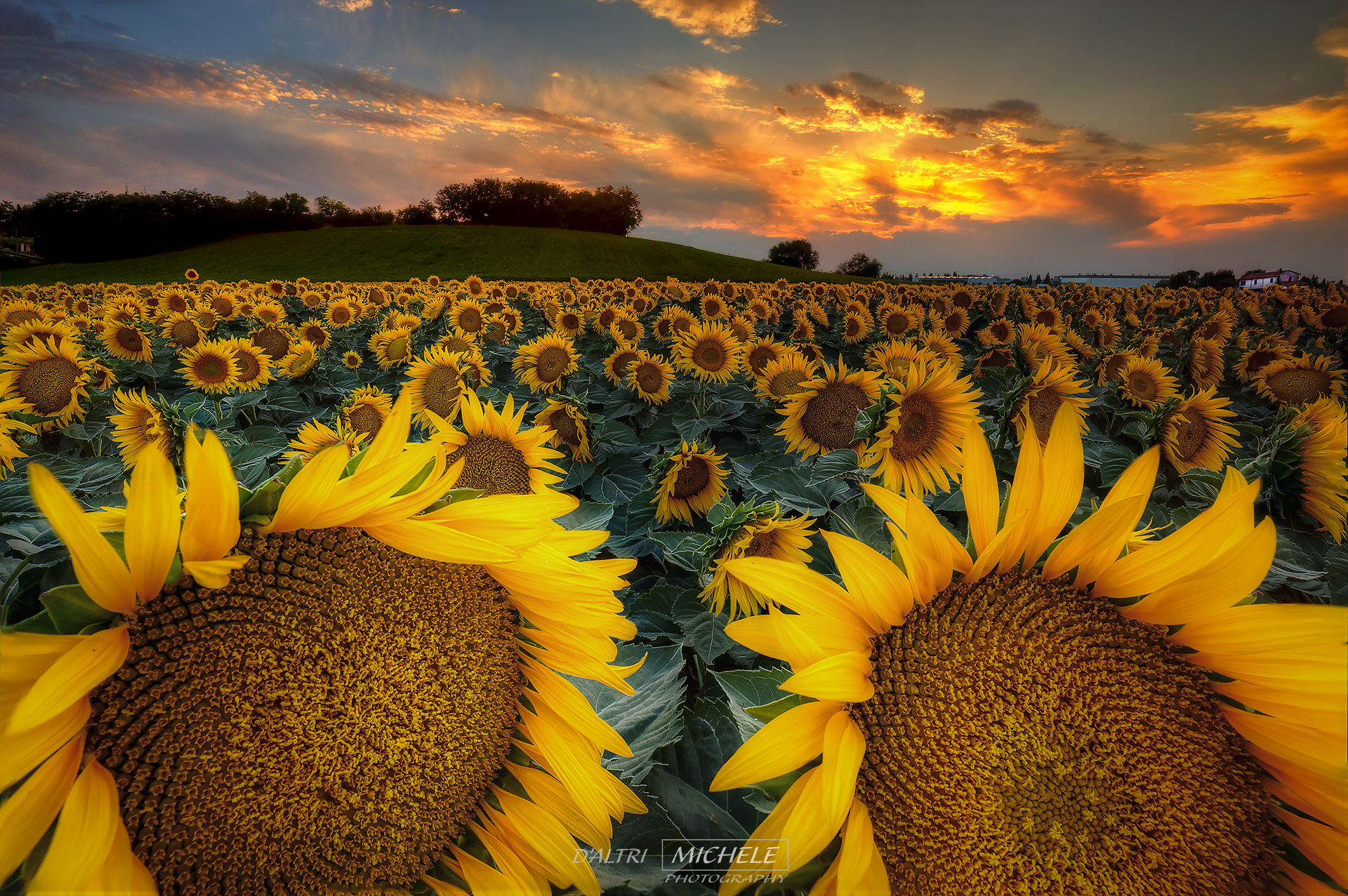 Girasoli, la fine di un'altra giornata..