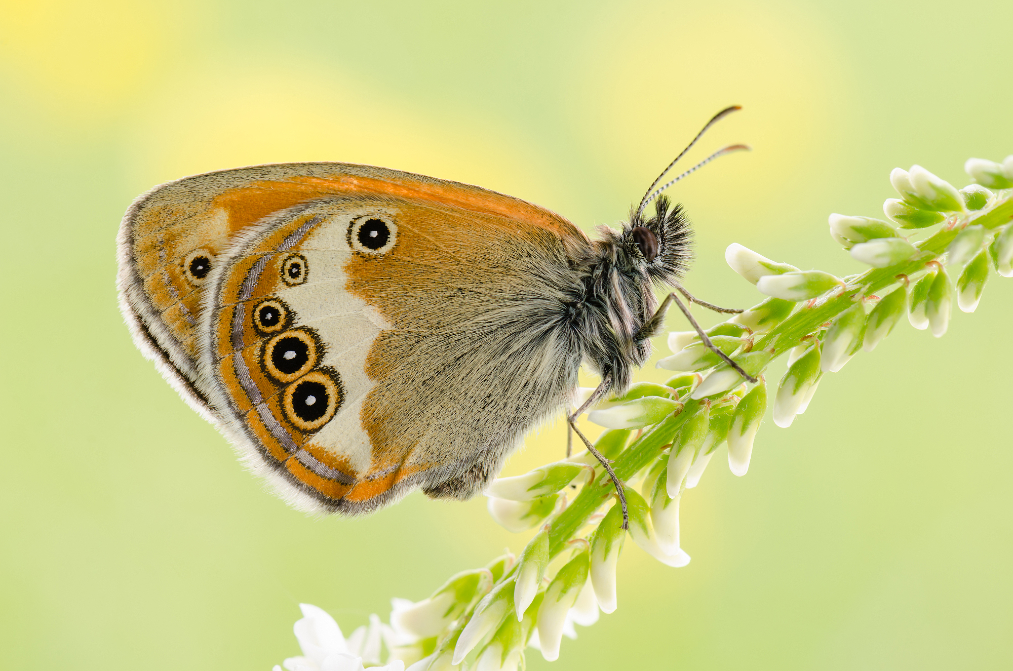 Coenonympha arcania