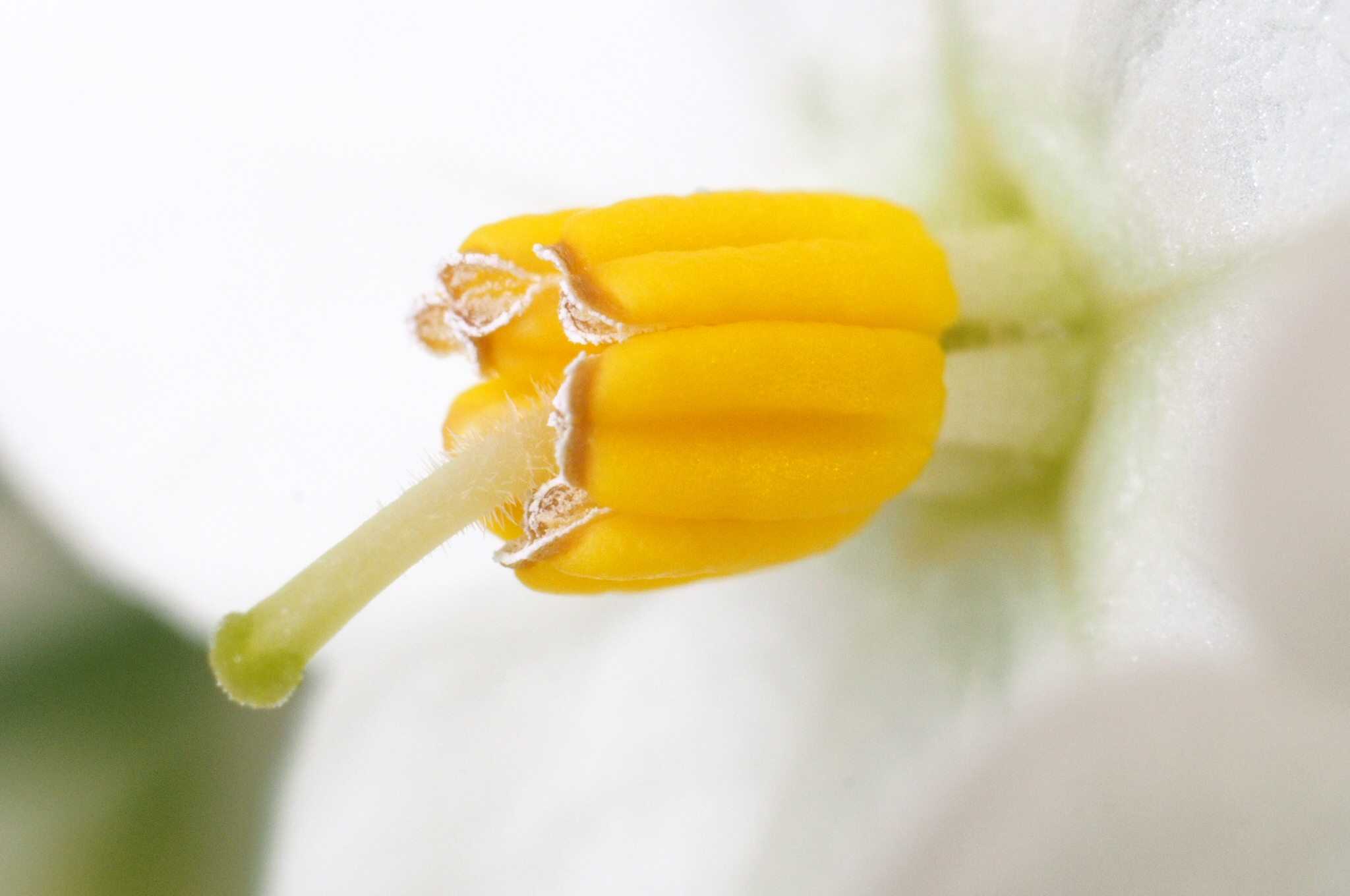 Solanum 3X con soffietto di prolunga