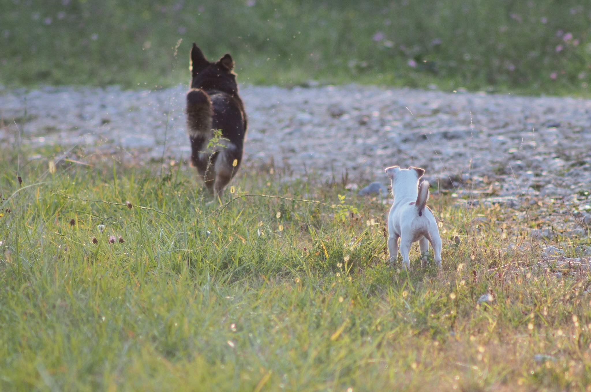 David against Goliath