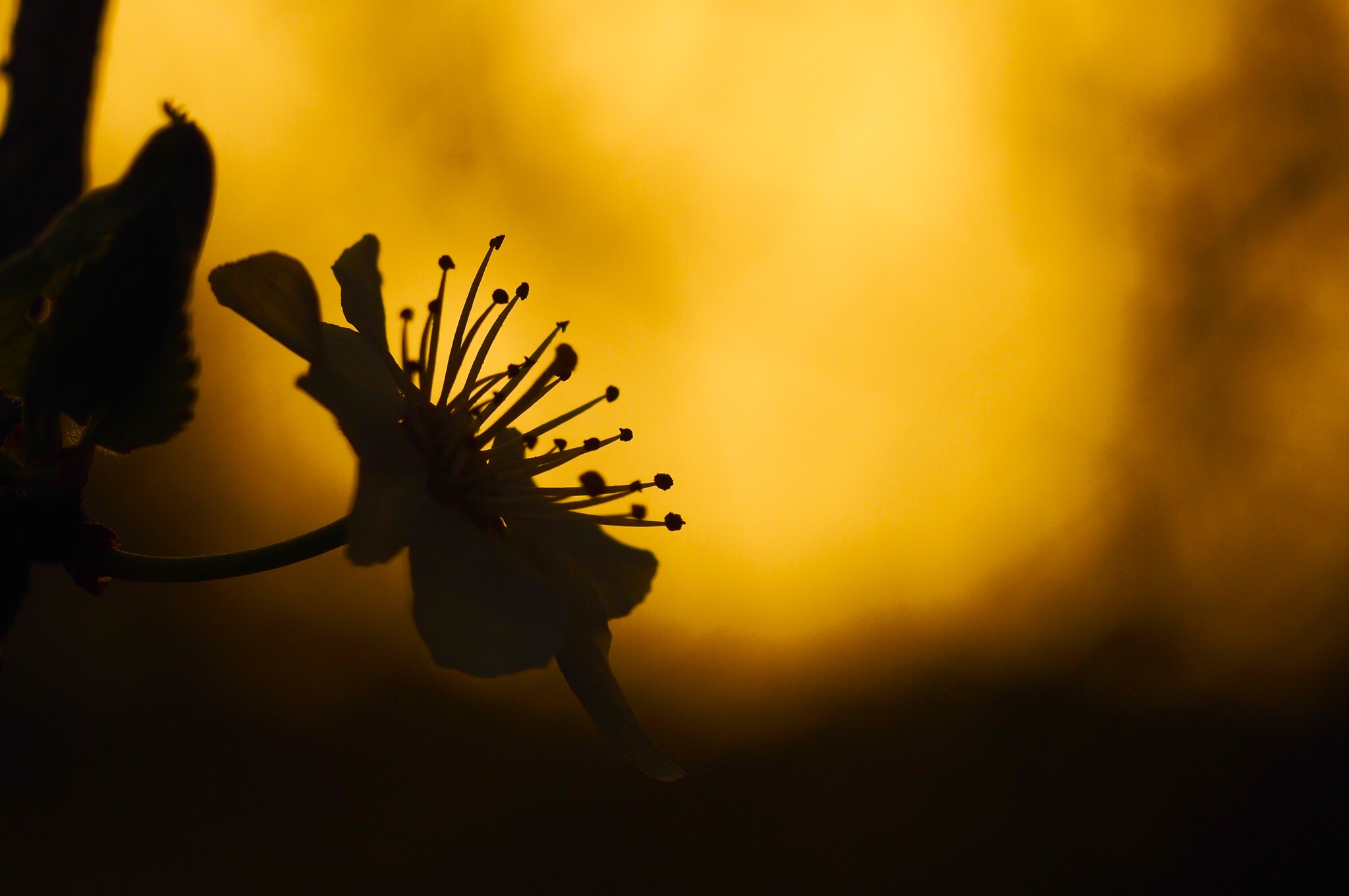 Cherry blossom at sunset