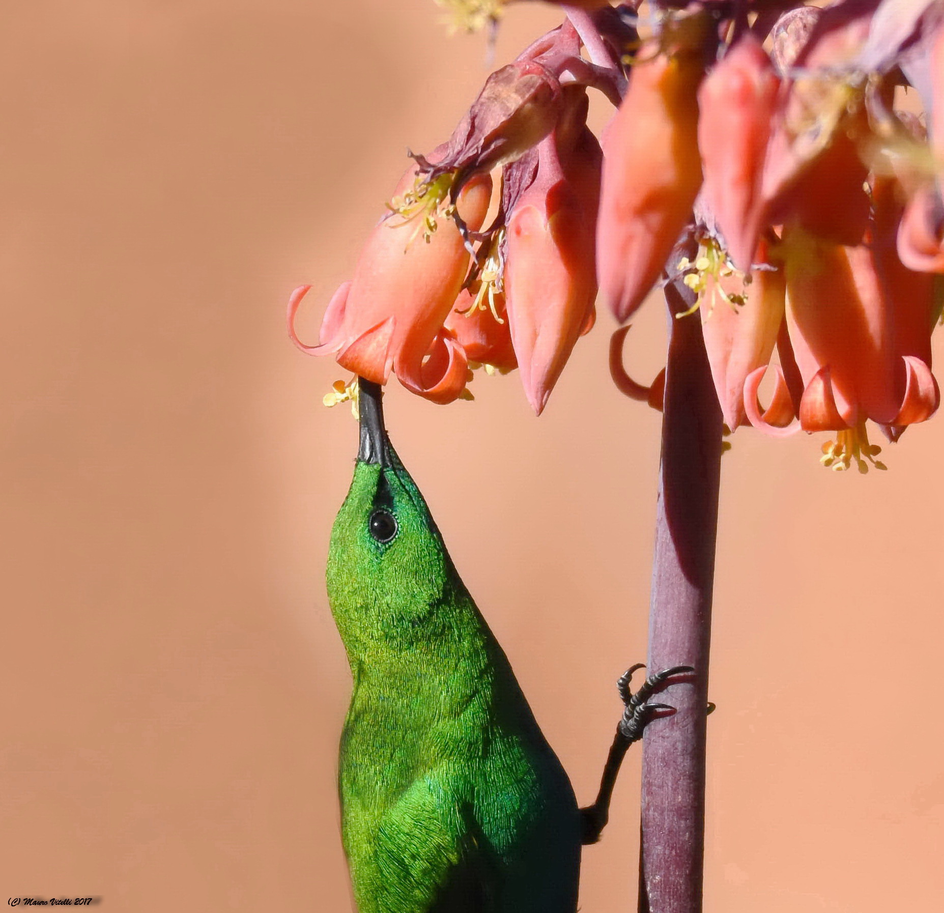 Malachite Sunbird (Nectarina famosa)