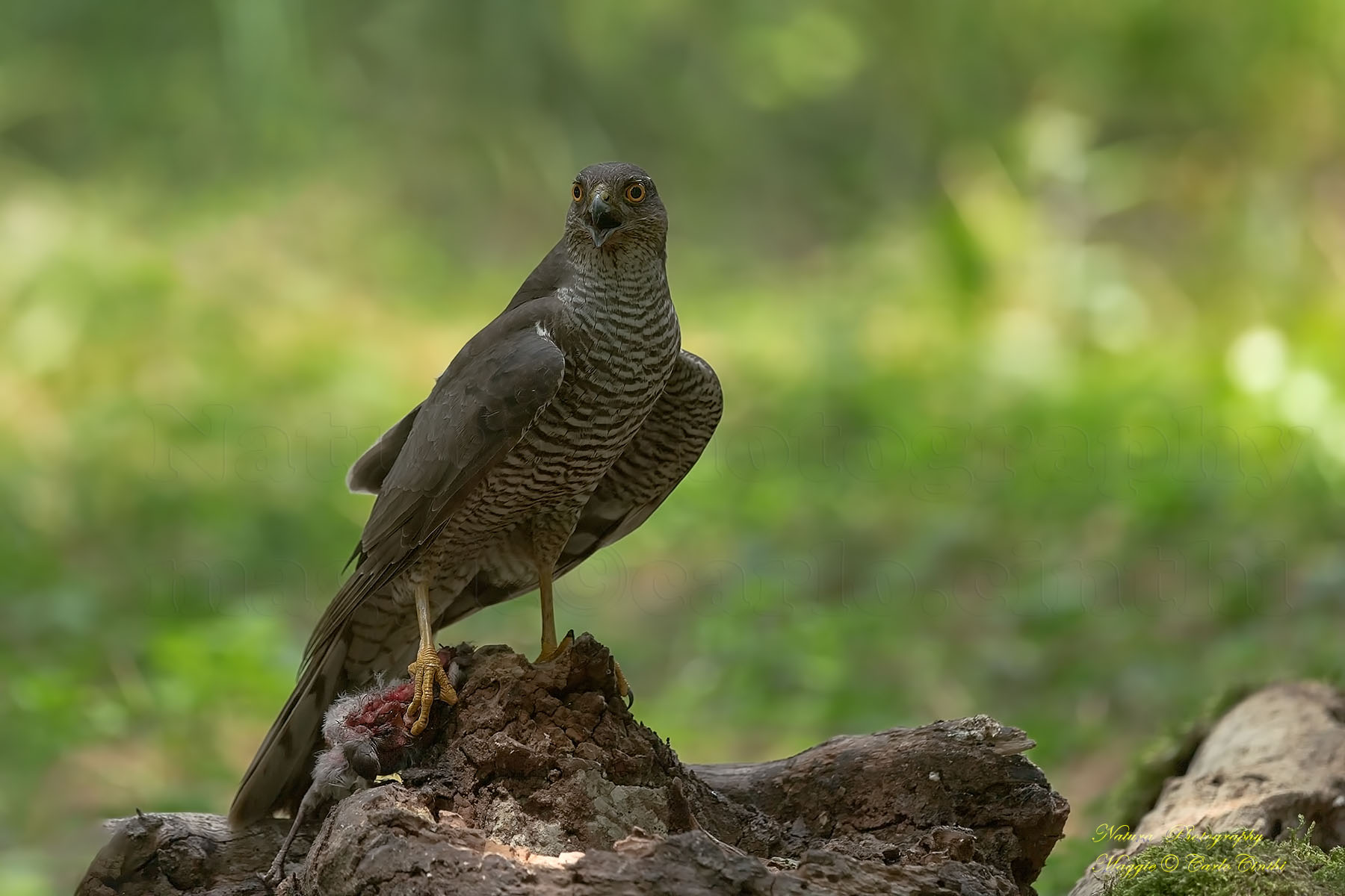 Sparviere femmina con preda