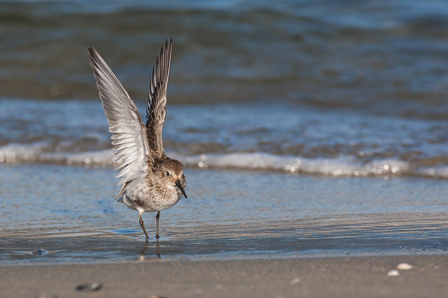 Piovanello ad ali spiegate