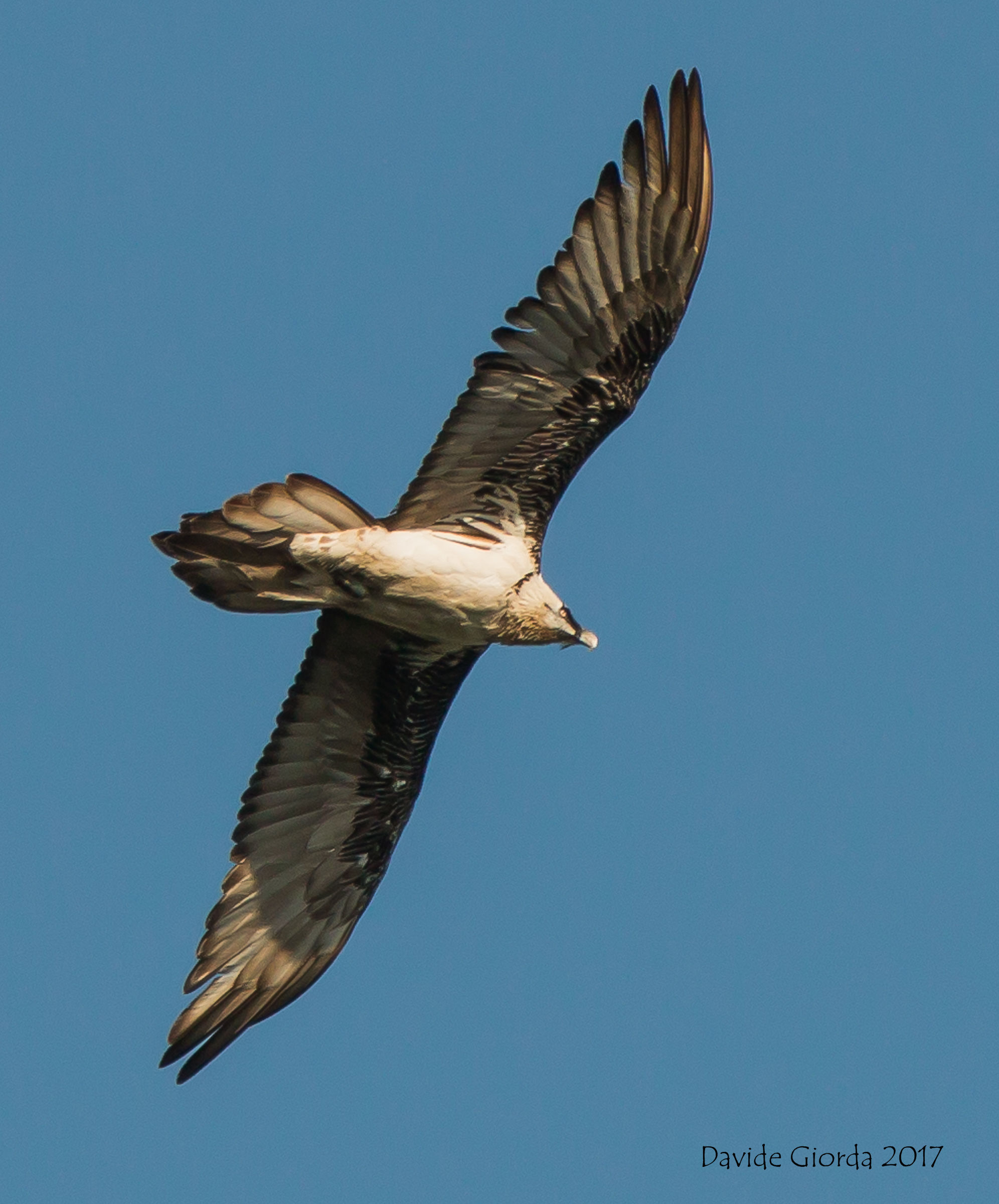 Gipeto ....... here are you Palafrè