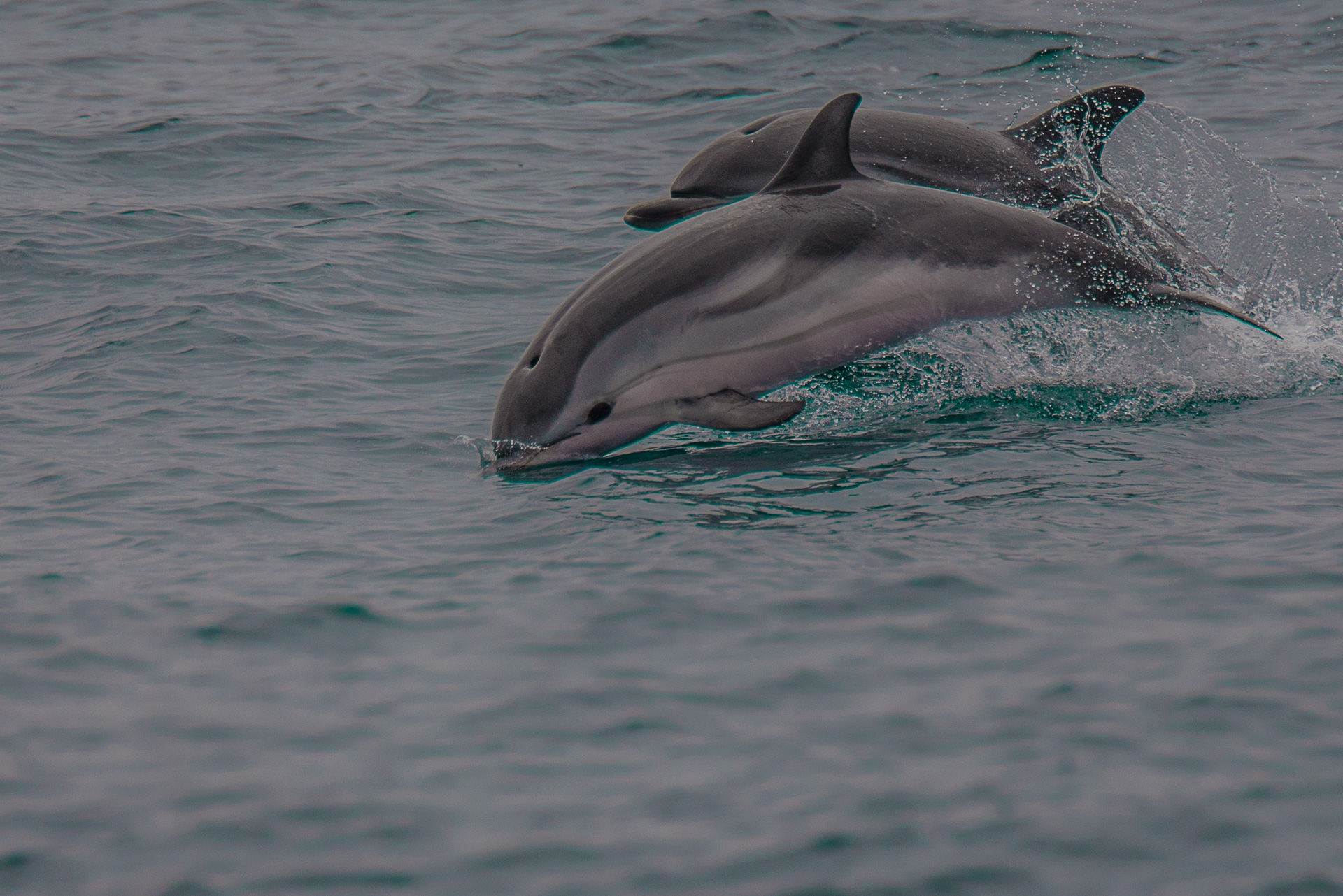 due delfini che saltano in coppia