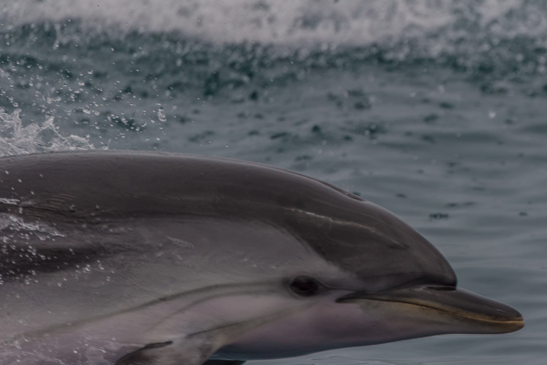 strenella striata in primo piano