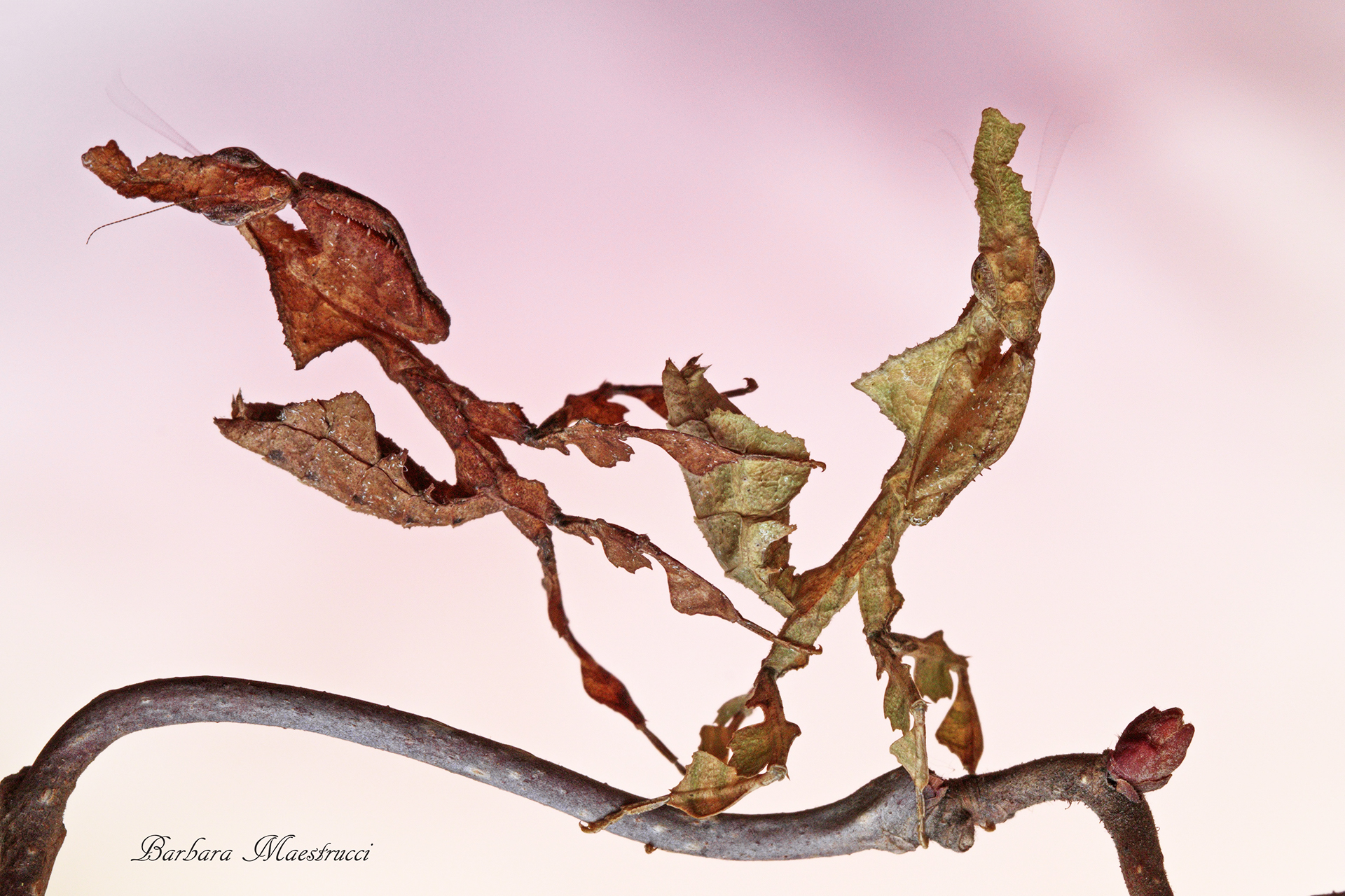 Identiche  o quasi...