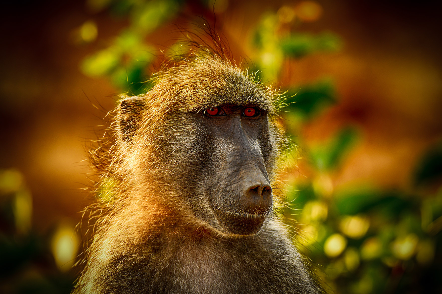 Babbuino al tramonto