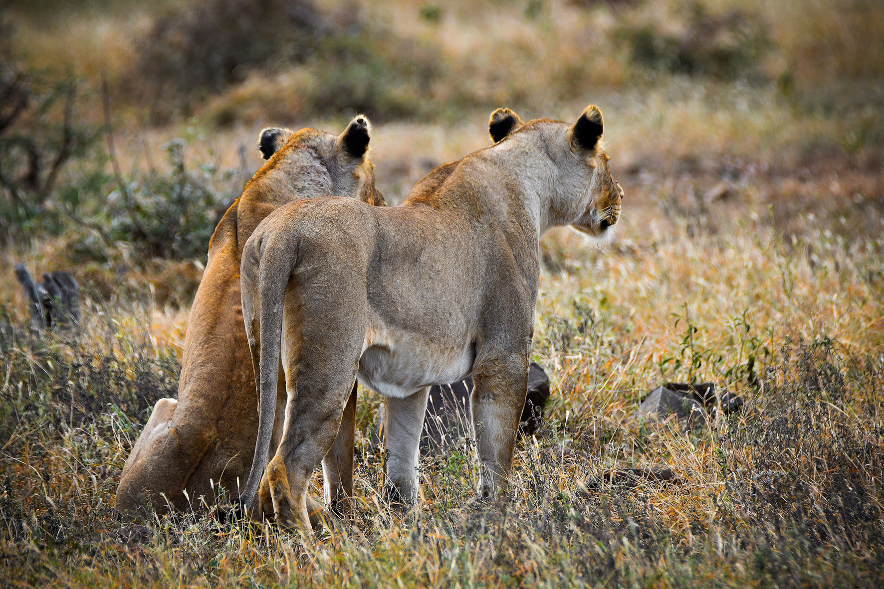 Andiamo a cercare il pranzo!