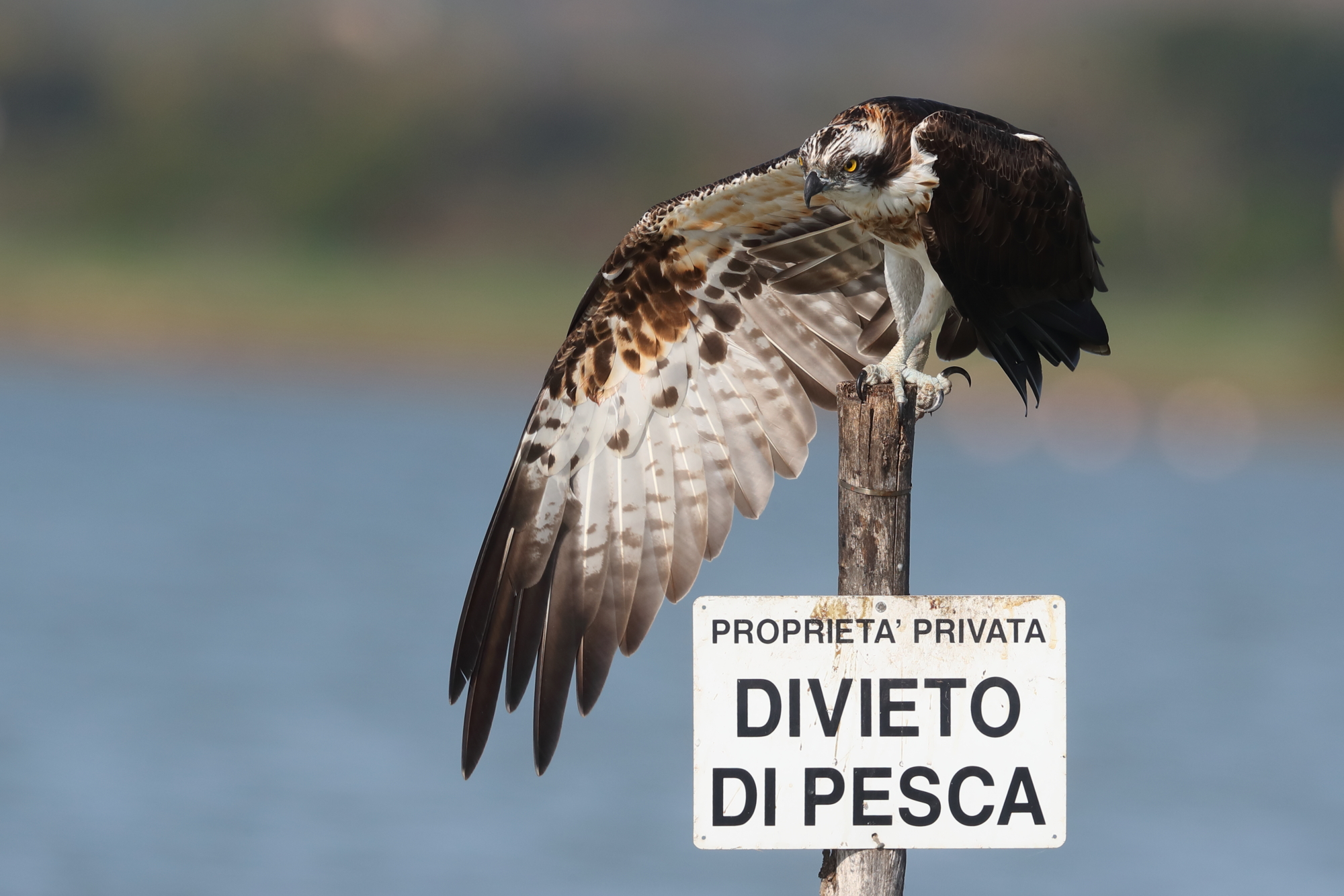 Divieto di pesca